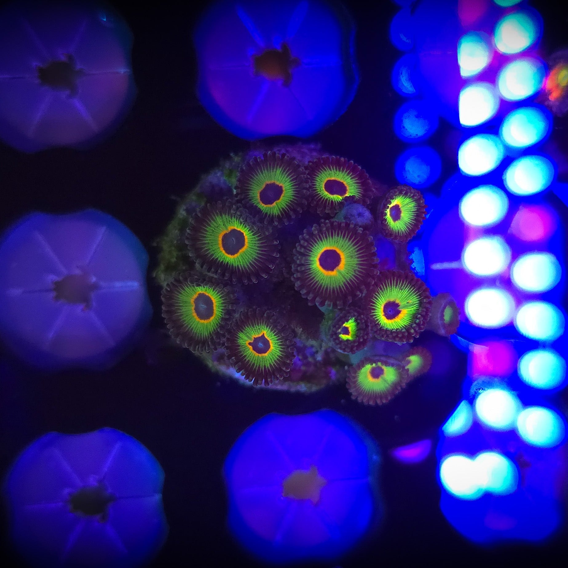 Bob Marley Zoanthid