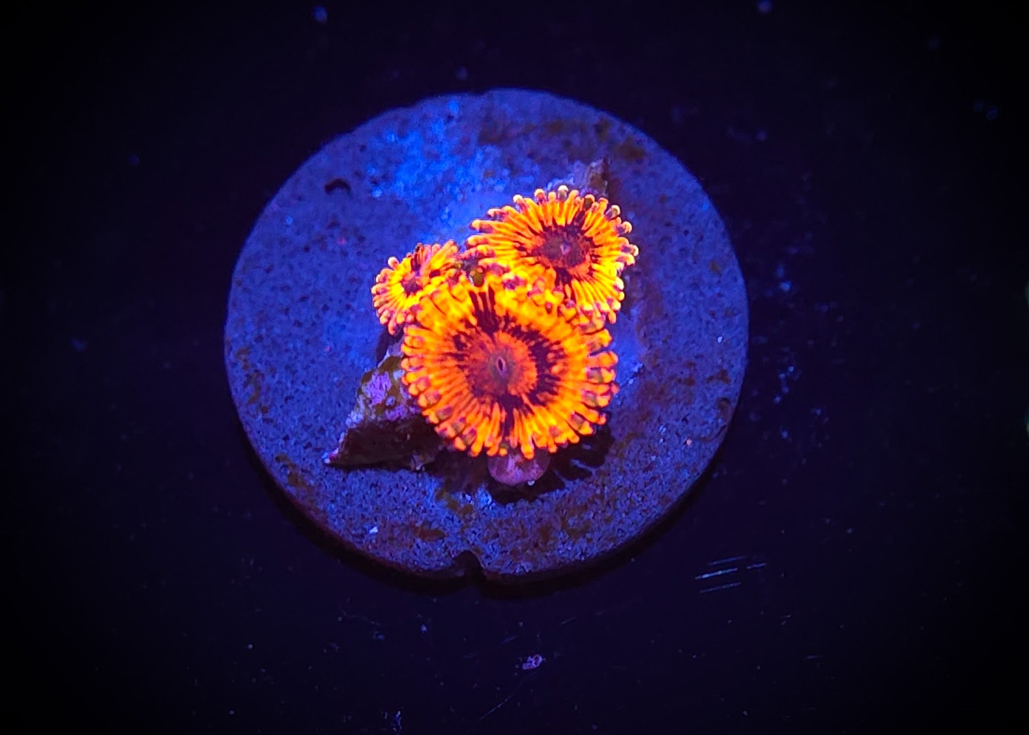 El Corazon Zoanthid