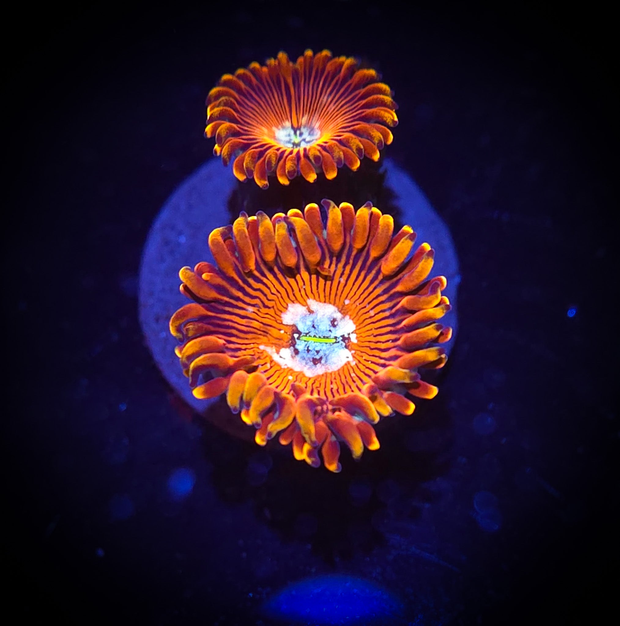 Magician Morph Zoanthid
