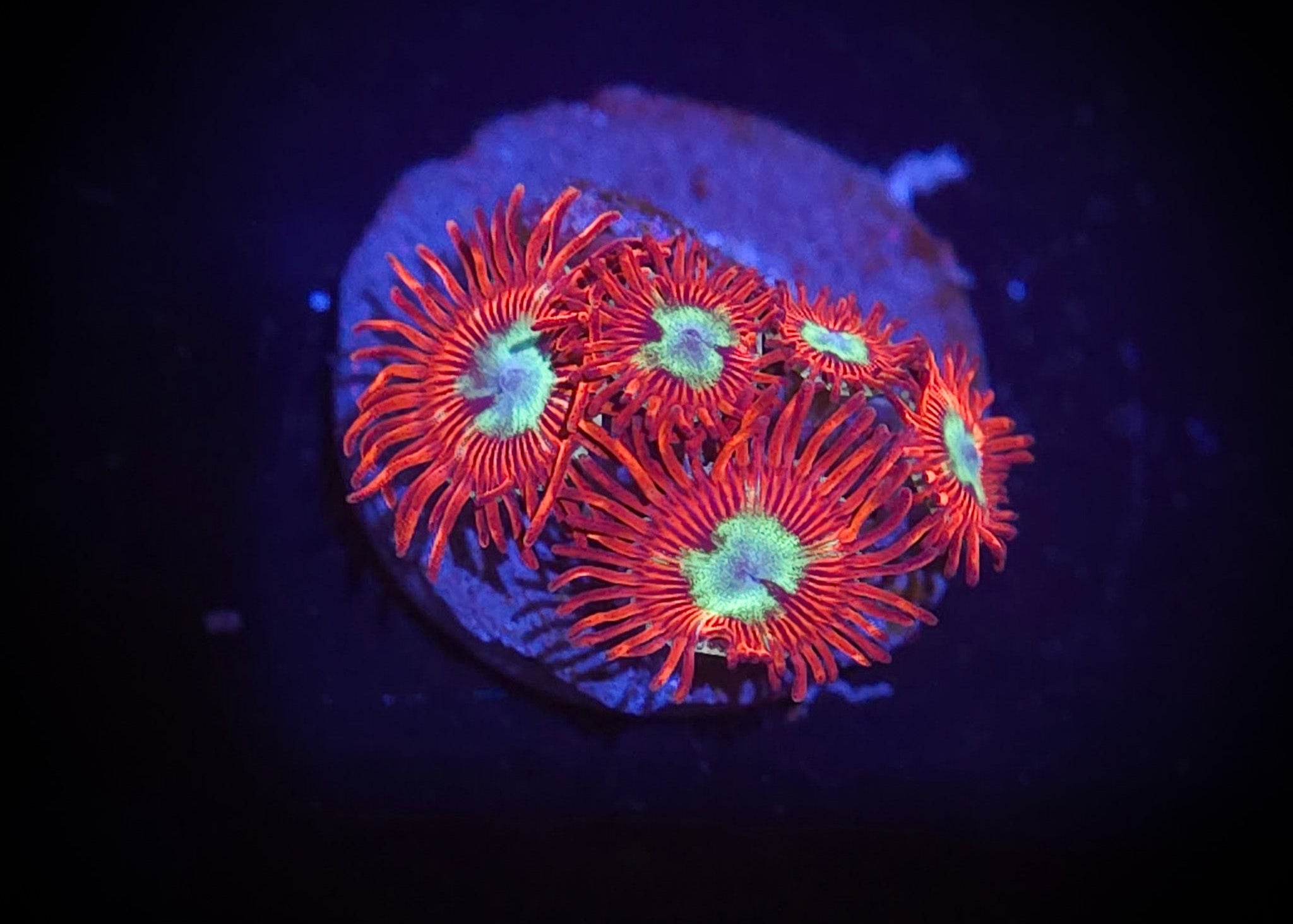 Frosted Phoenix Zoanthid