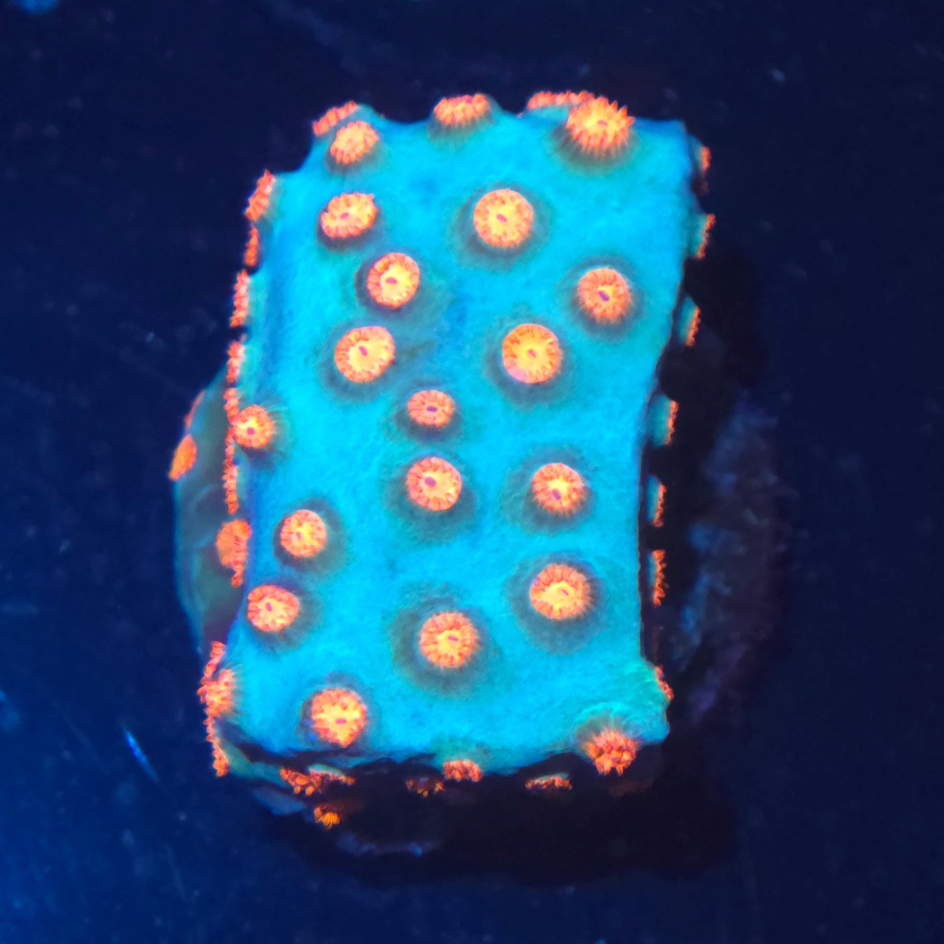 Meteor Shower Cyphastrea