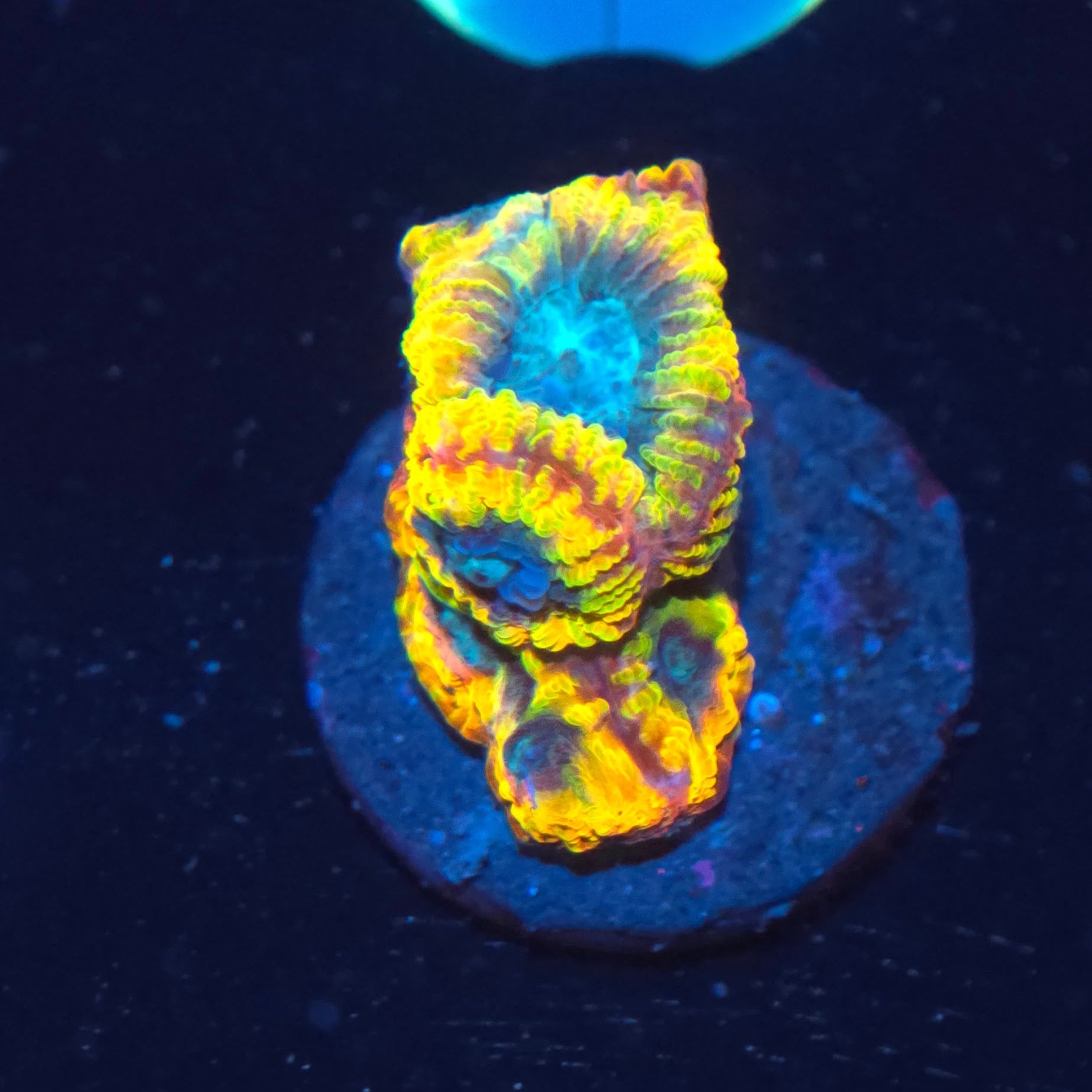 WWC Favia of the Gods