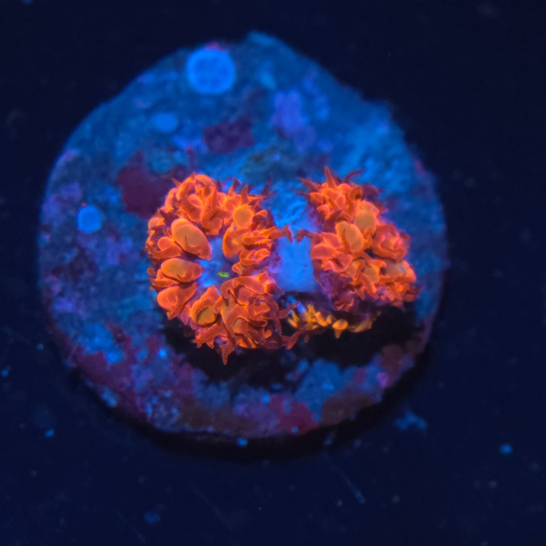 Blue Raven Blastomussa Merletti
