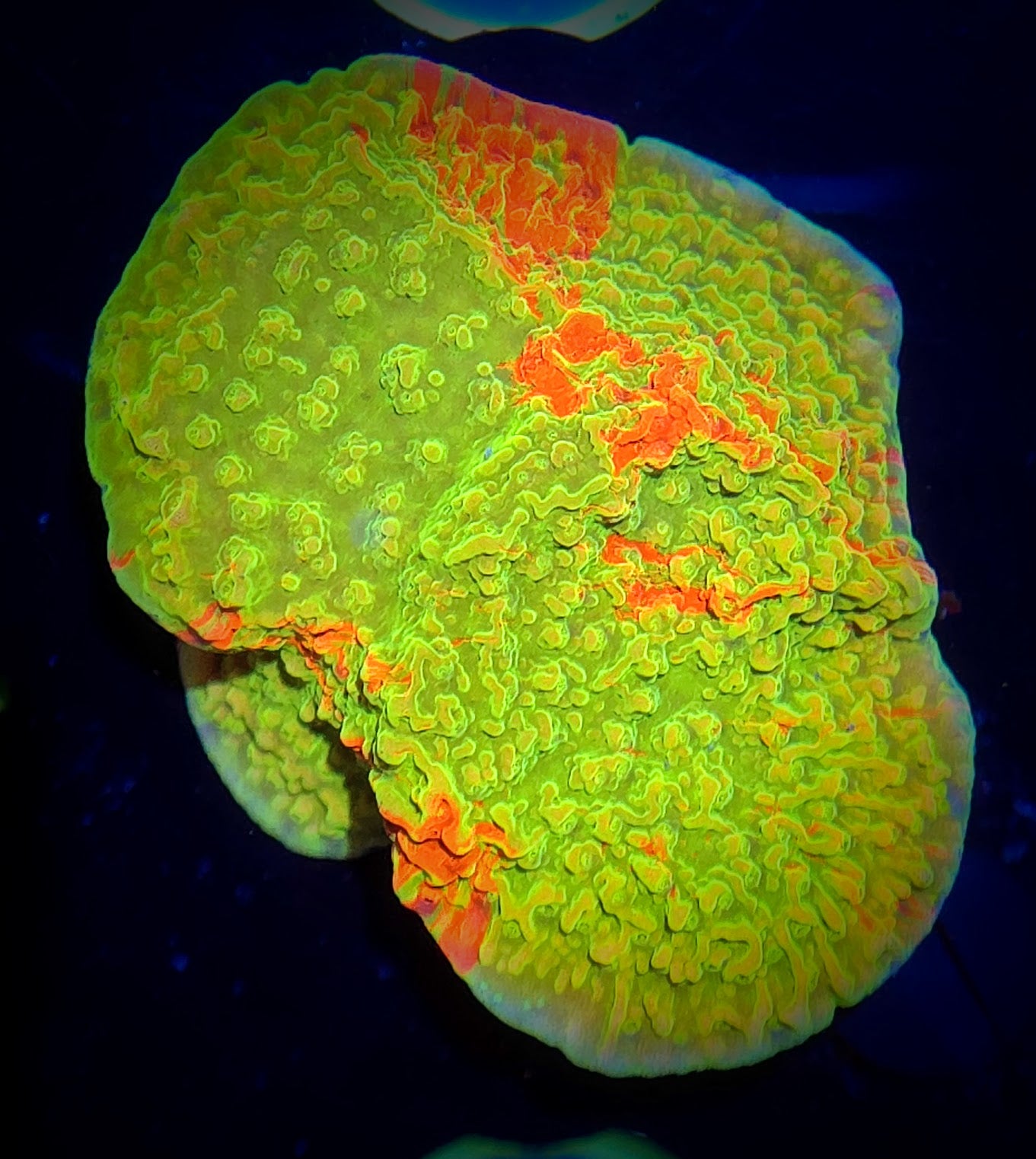 WWC Grafted Montipora Cap