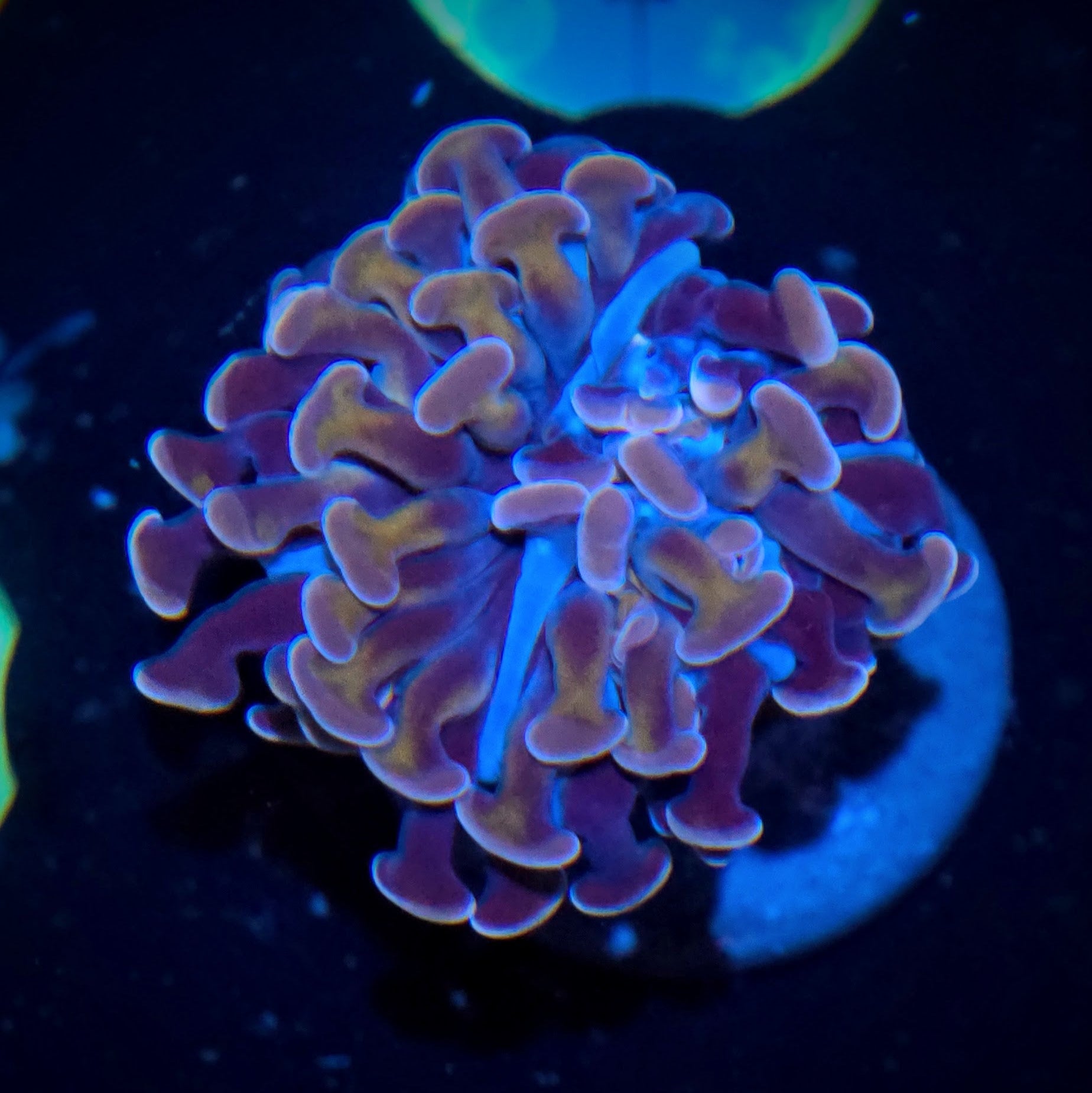 Purple Hammer
