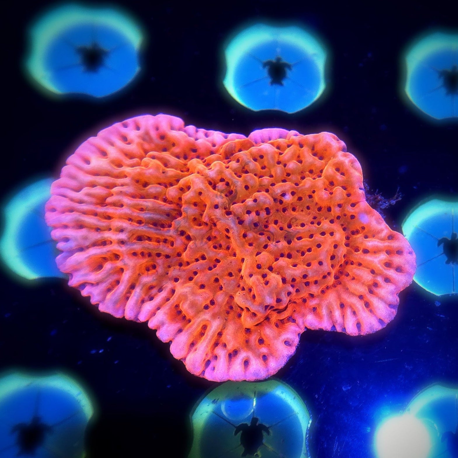 JF Slowburn Montipora