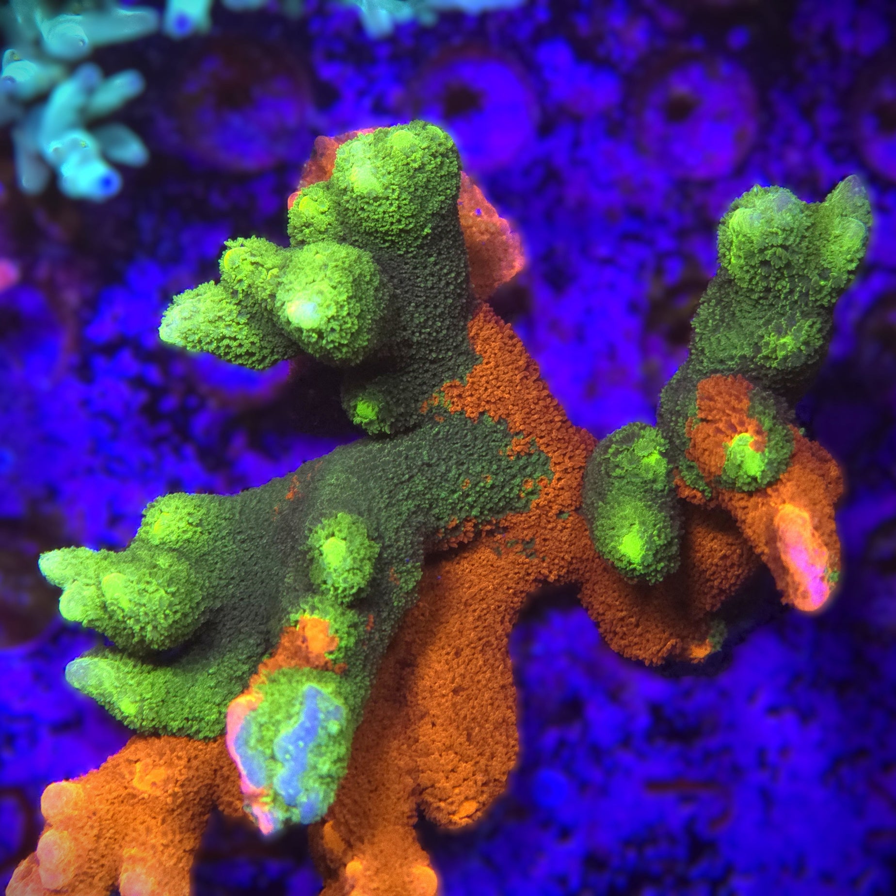 WWC Contraband Grafted Montipora Digitata