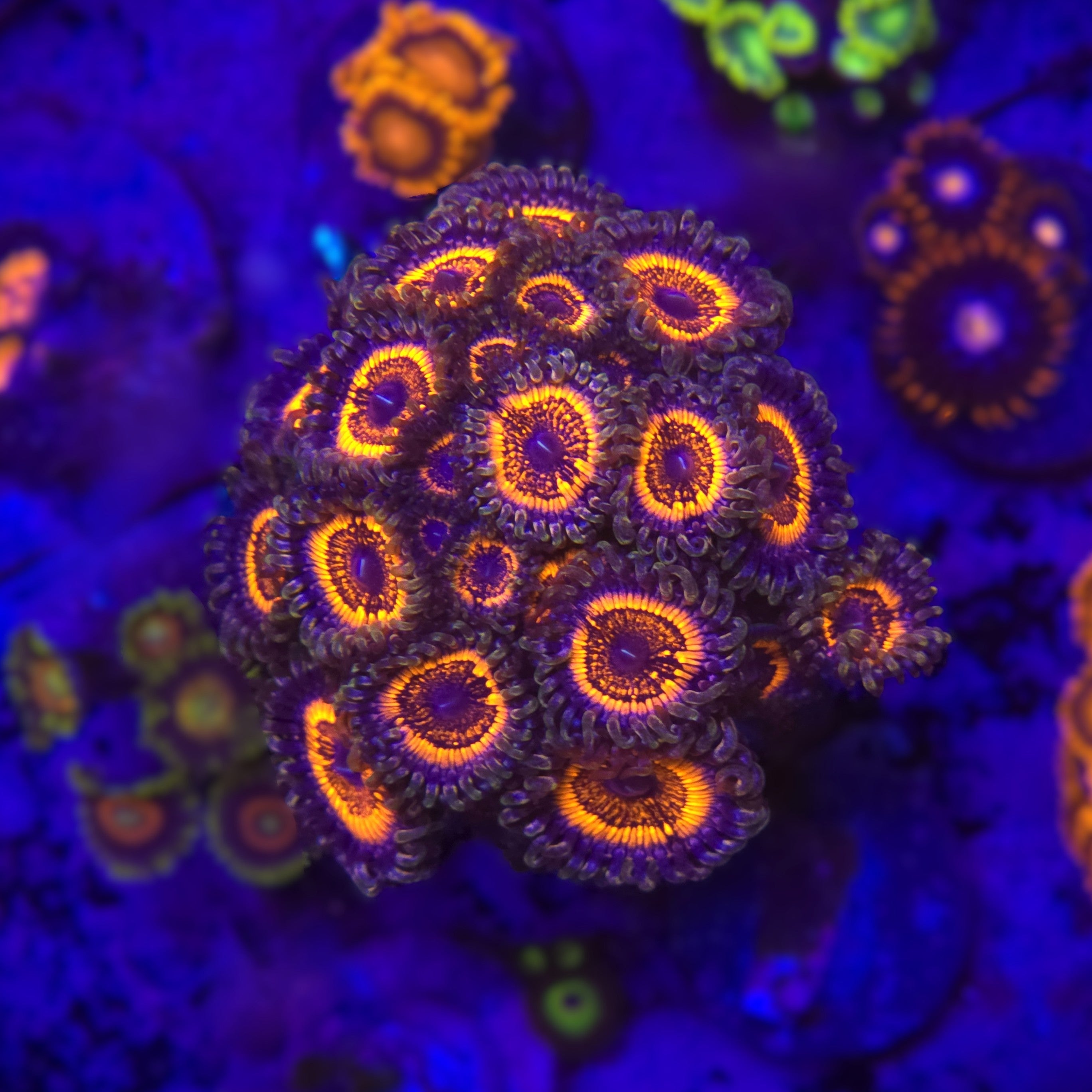 Armor of God Zoanthid