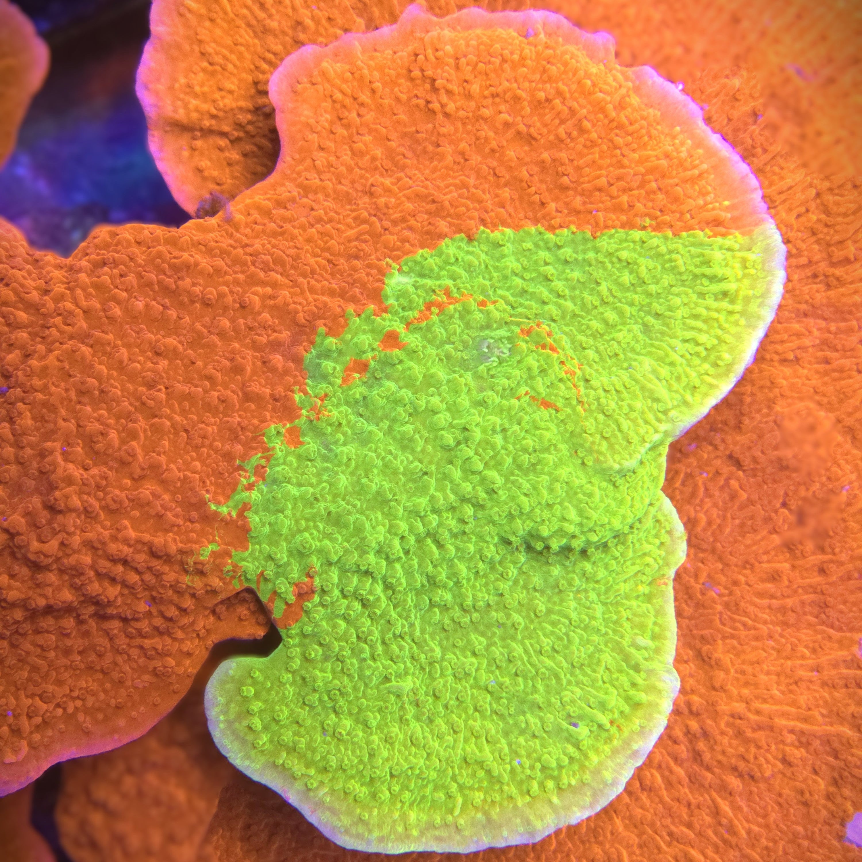 WWC Grafted Montipora Cap
