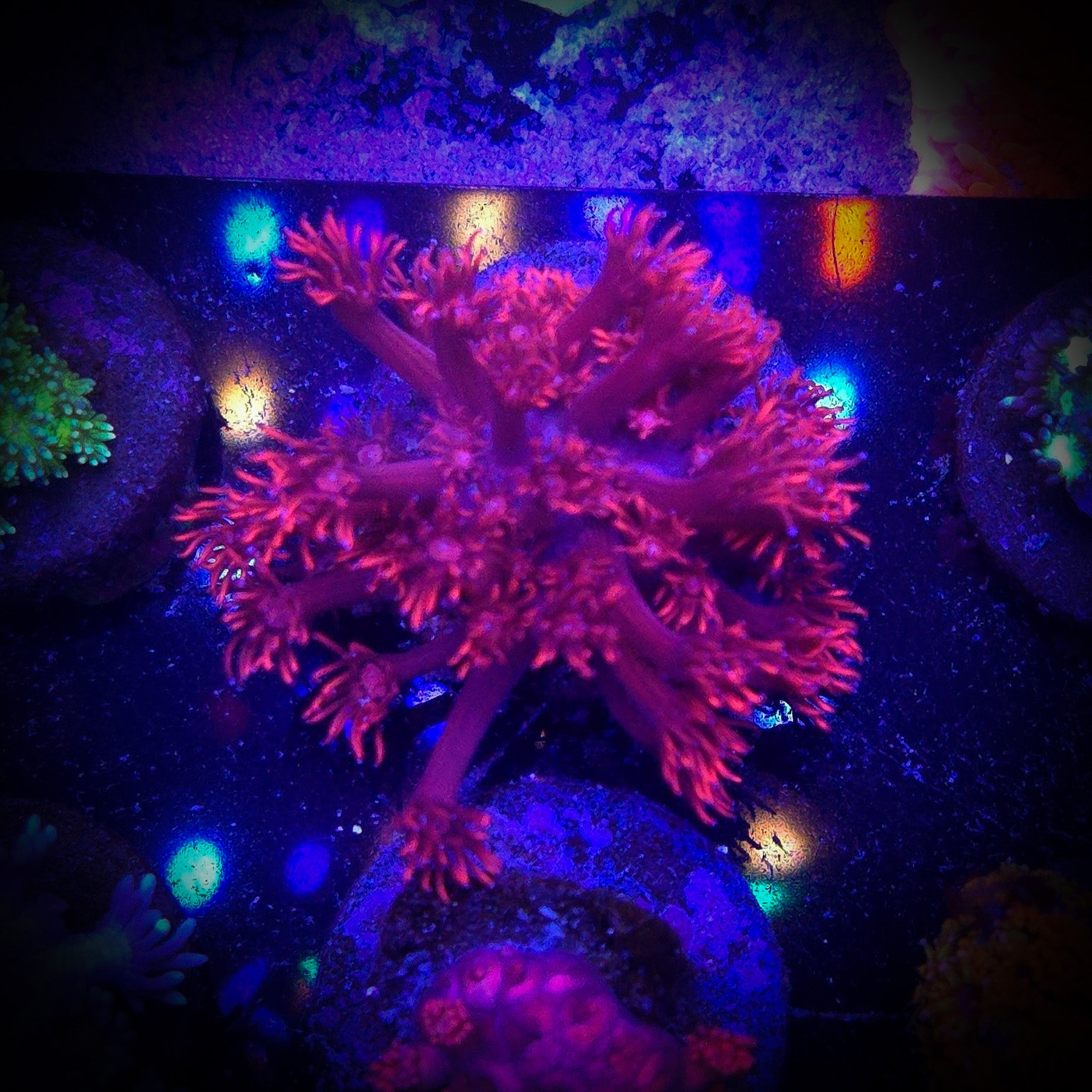 ORA Red Gonipora