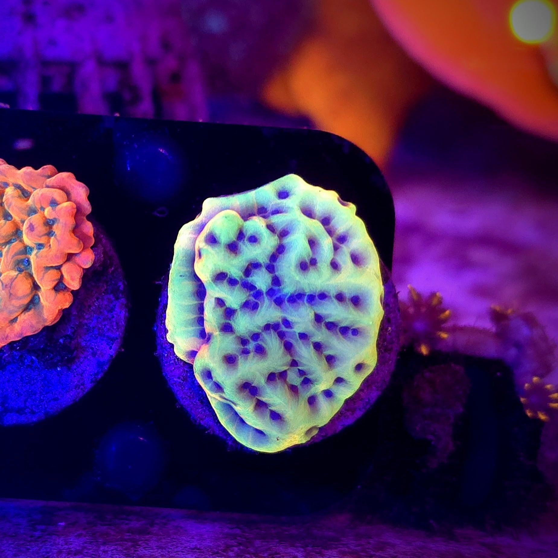 Crazy T Montipora