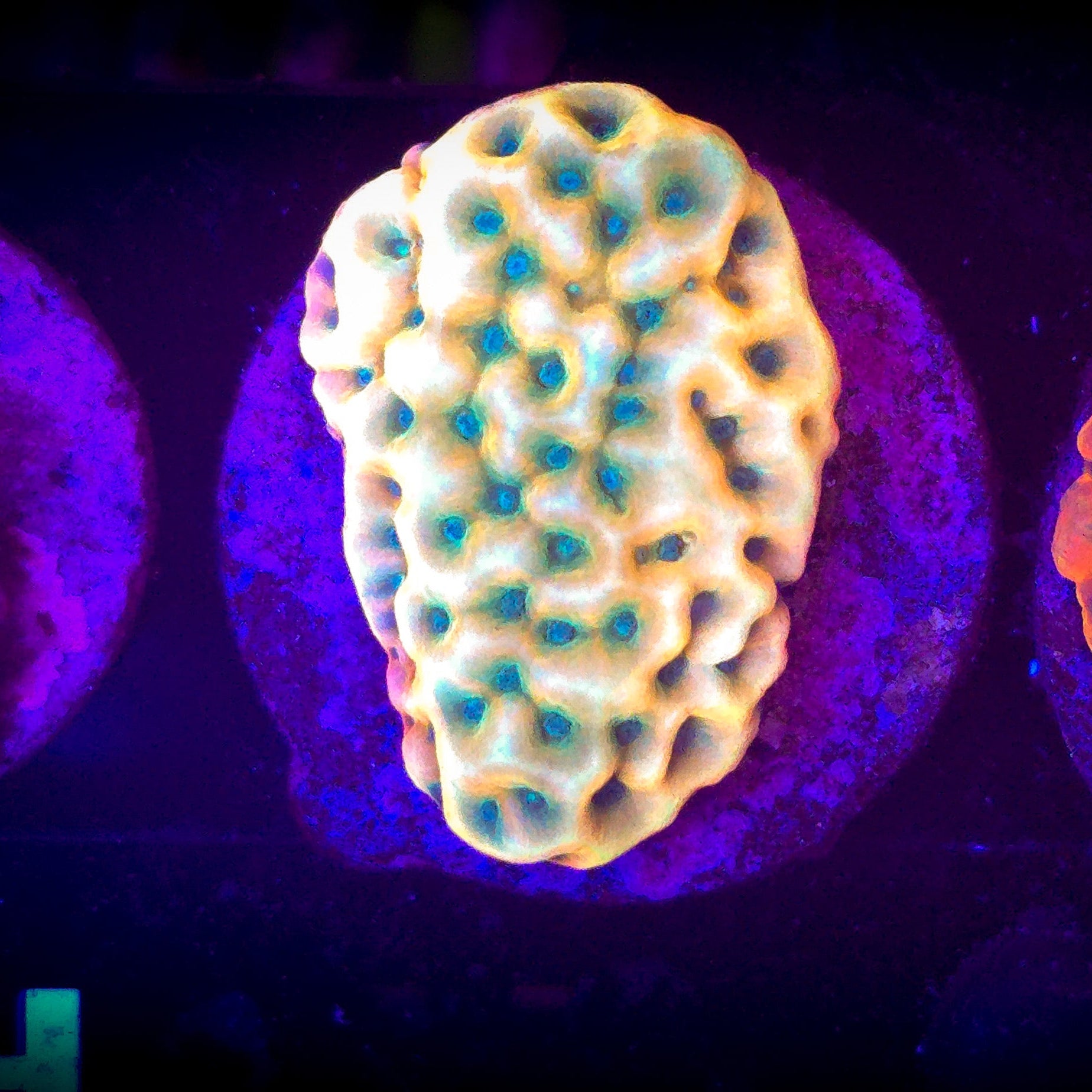 JF Beach Bum Montipora