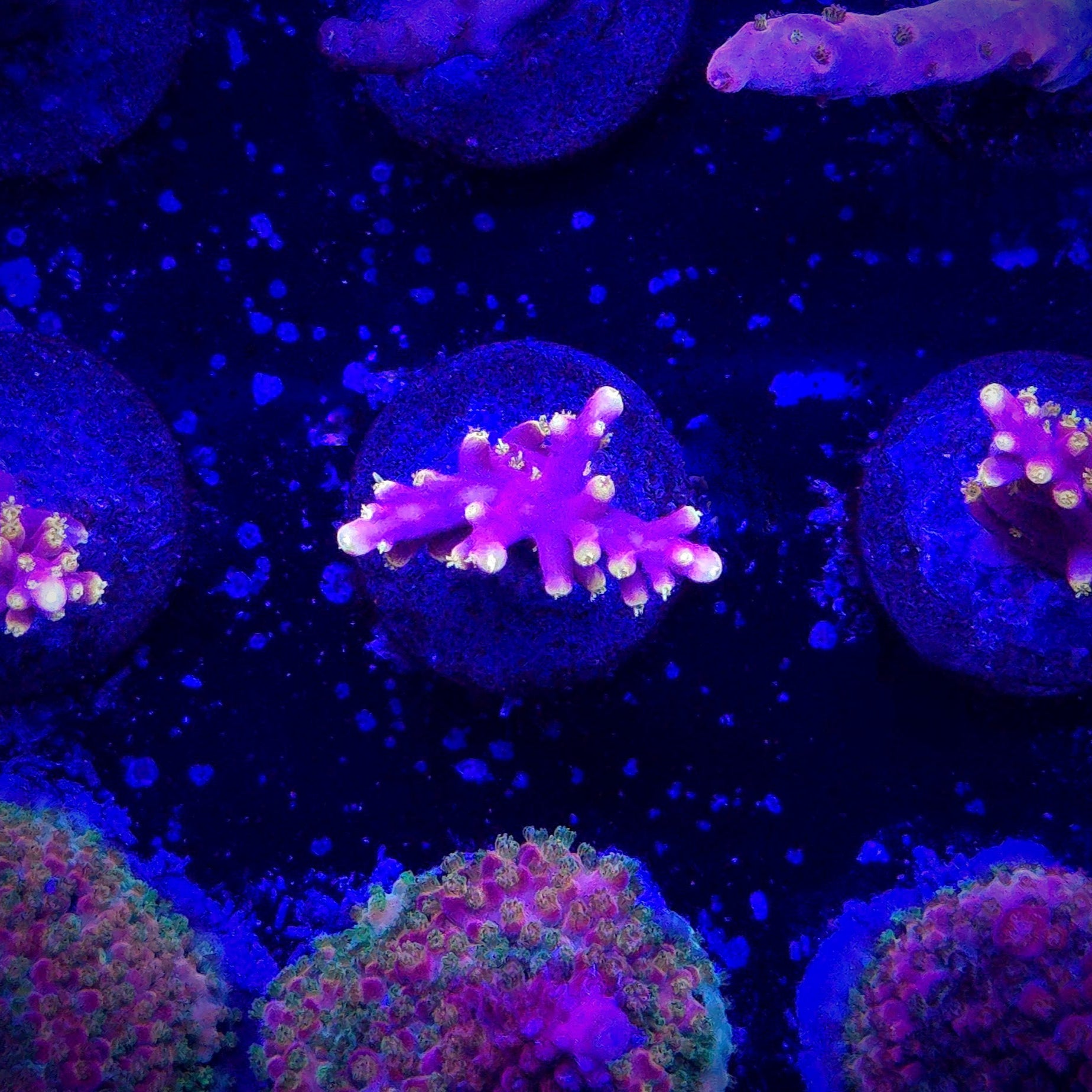 WWC Little Red Ferrari Acropora