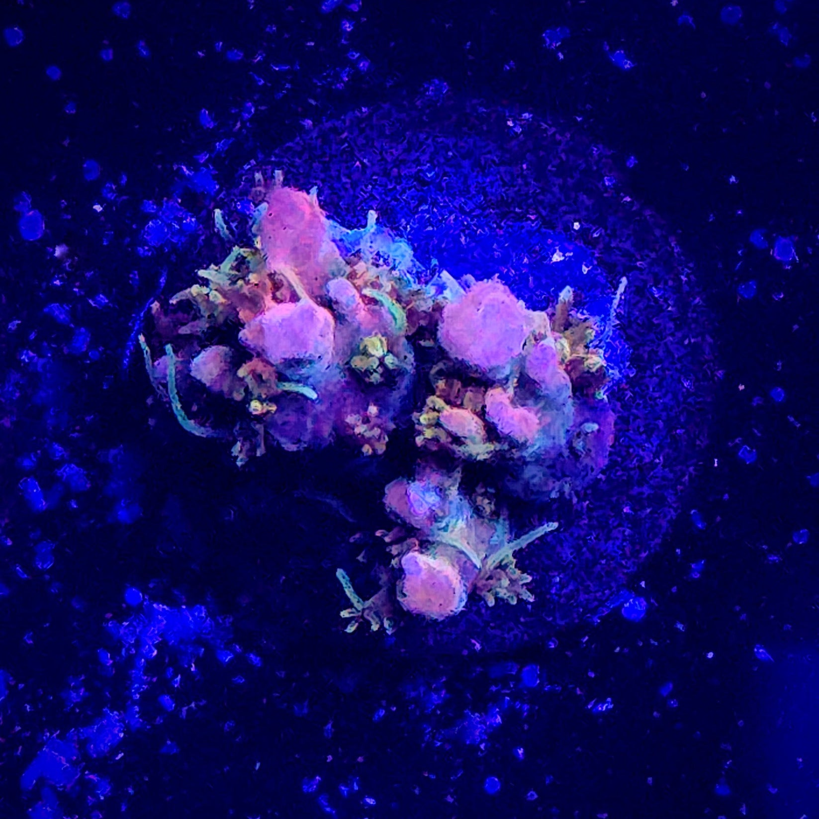 ACI Dreamweaver Acropora