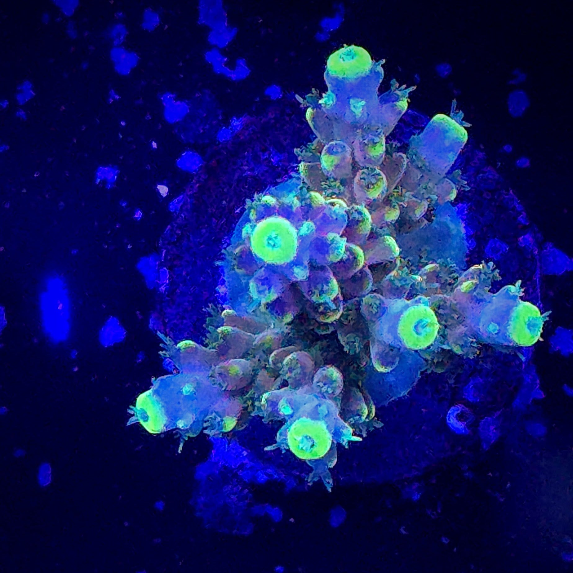 Rmf Candyland Acropora