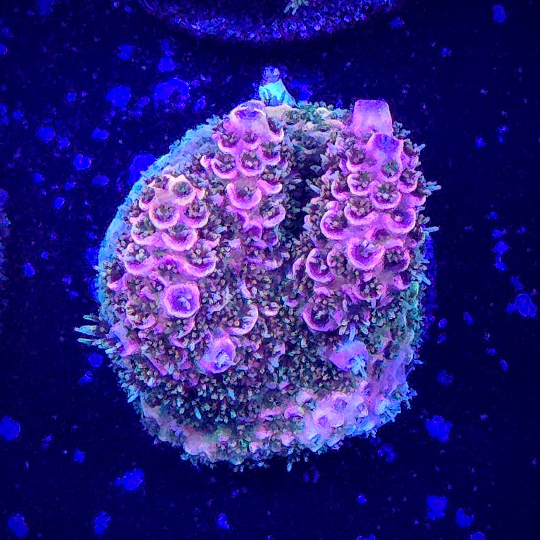 GB Raspberry Mint Acropora