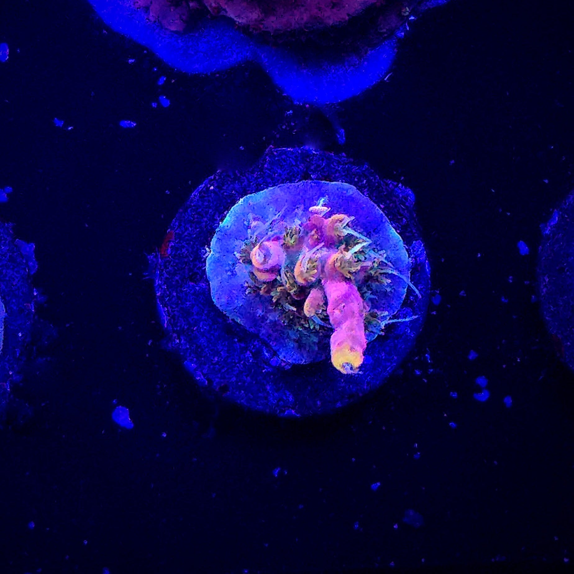 POTO Dino Fury Acropora
