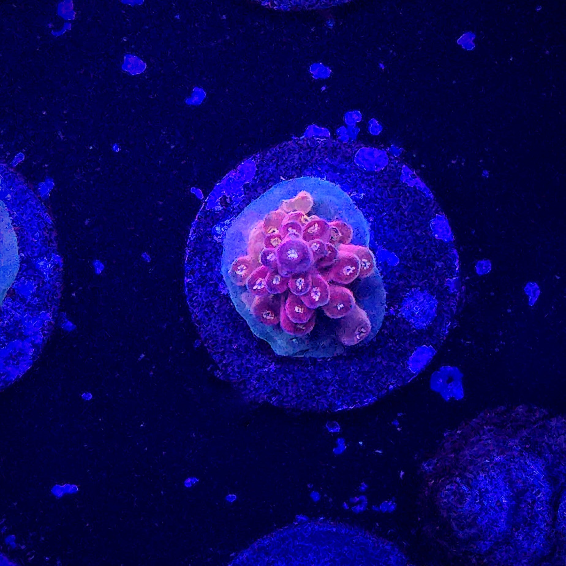 POTO Flamethrower Acropora