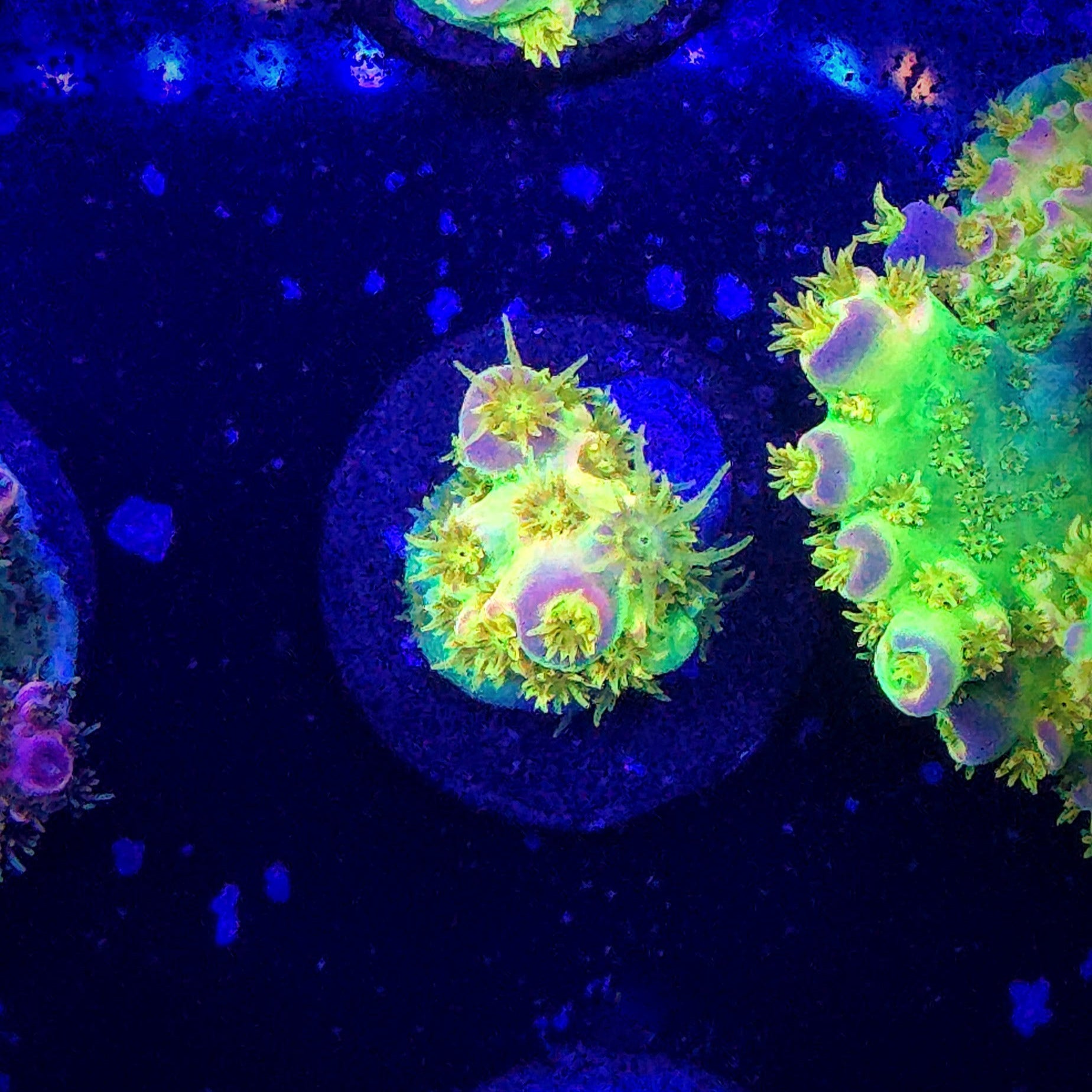 Walt Disney Acropora