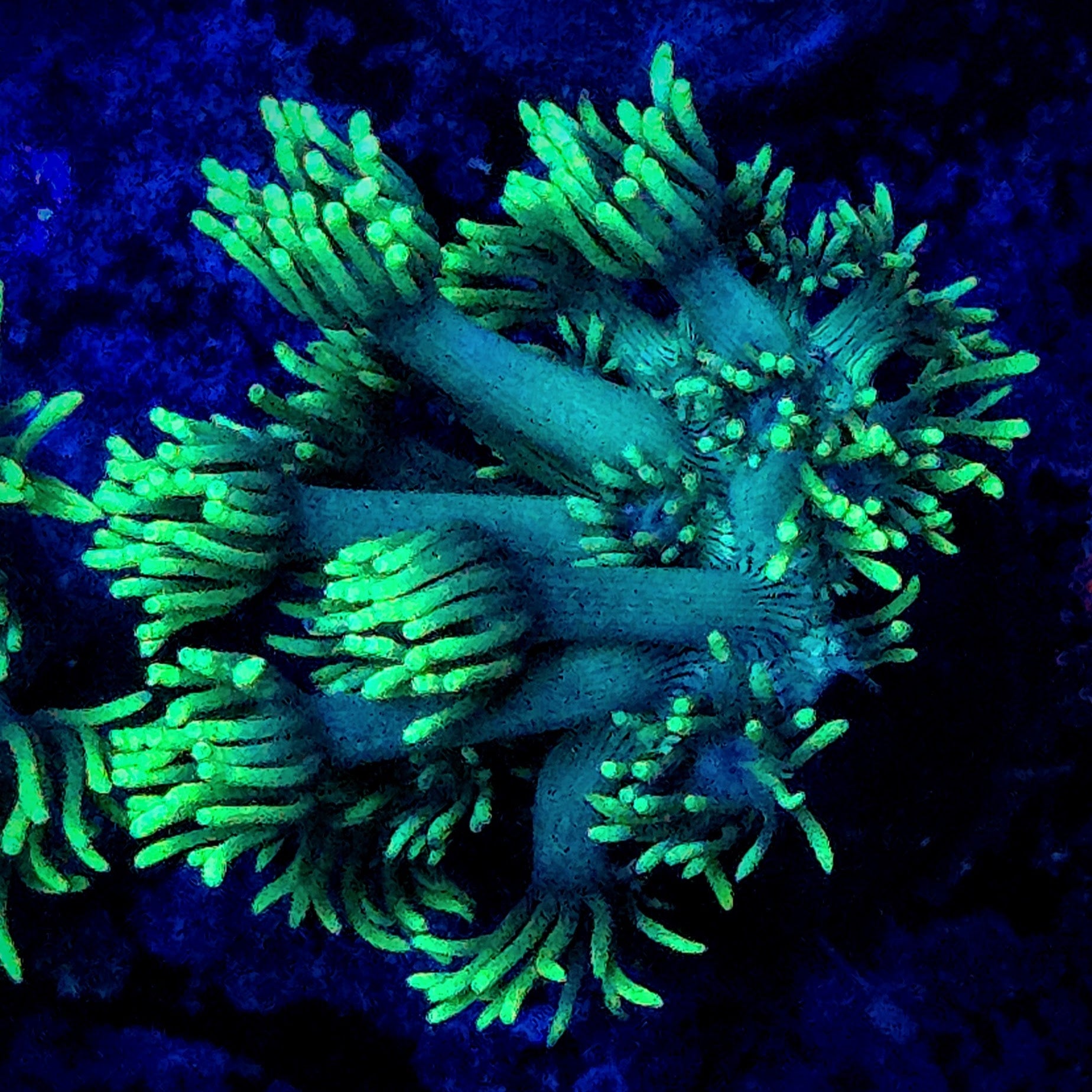Neon Green Gonipora