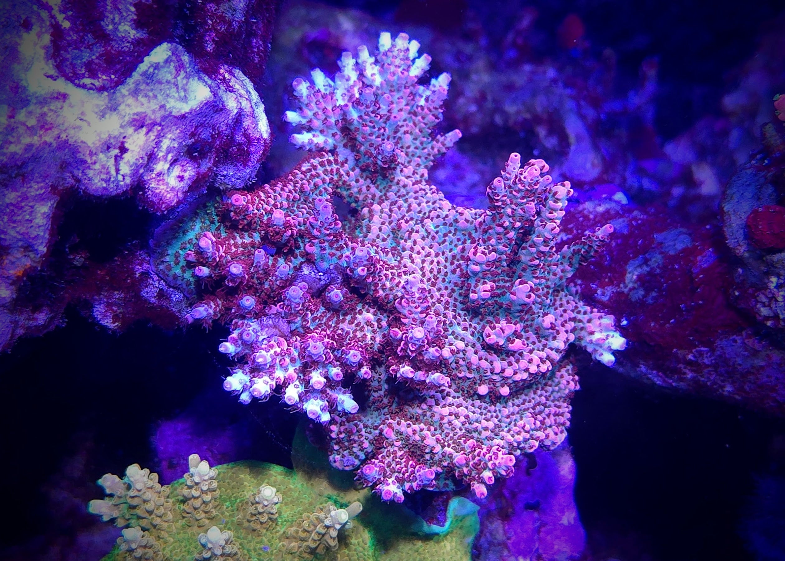 POTO Boomerang Acropora
