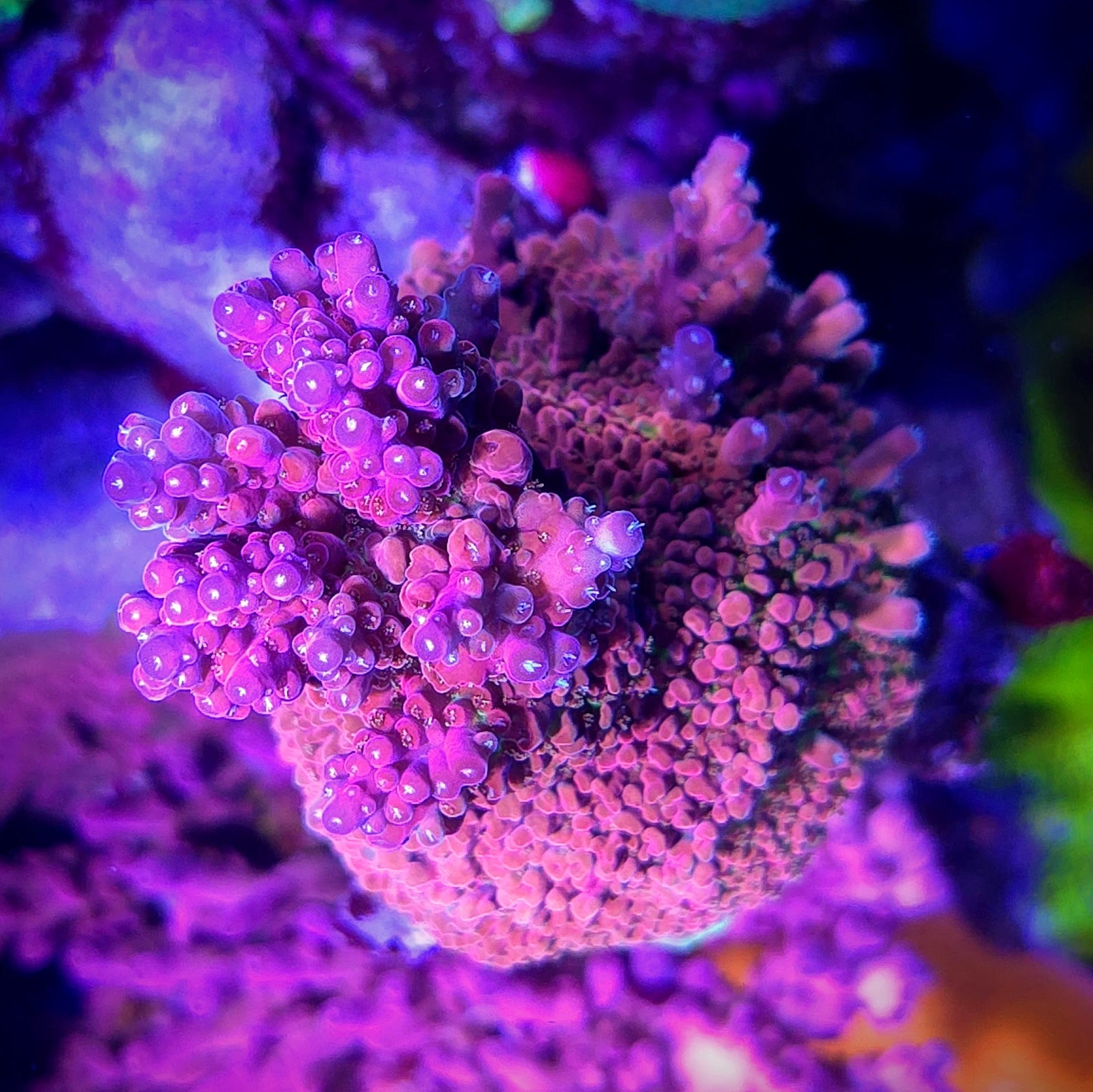 POTO Flamethrower Acropora