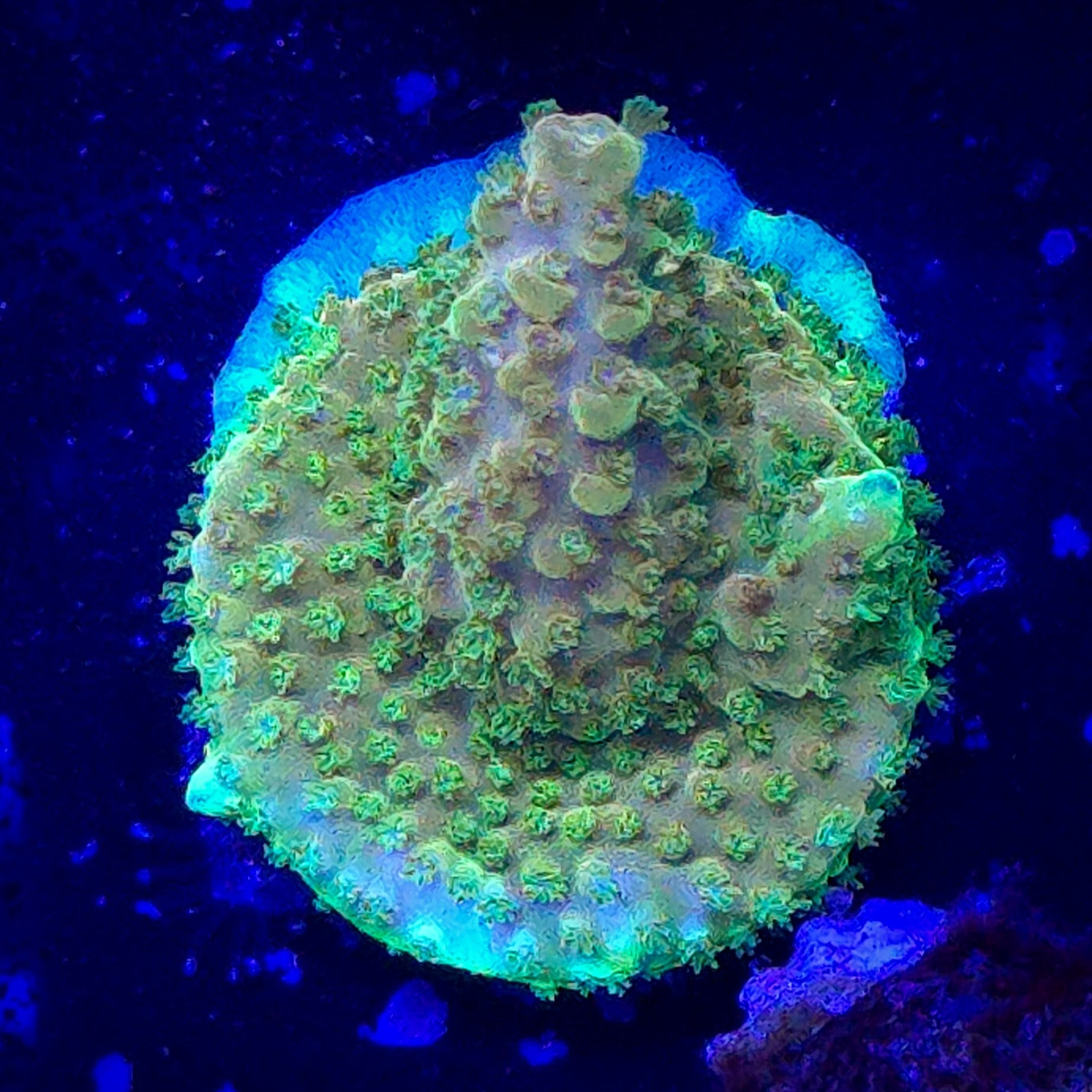 TGC Tropicana Acropora