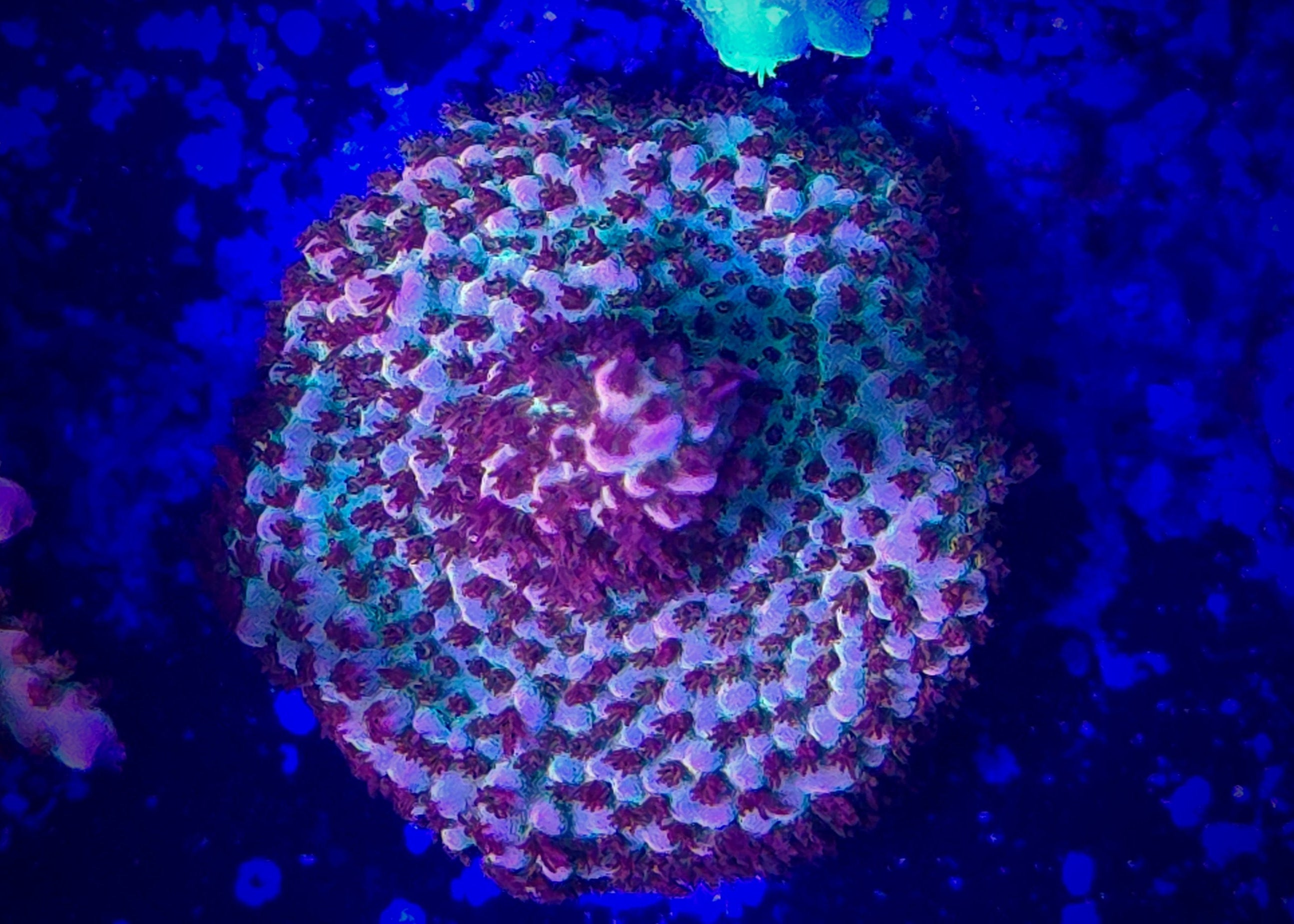 POTO Boomerang Acropora