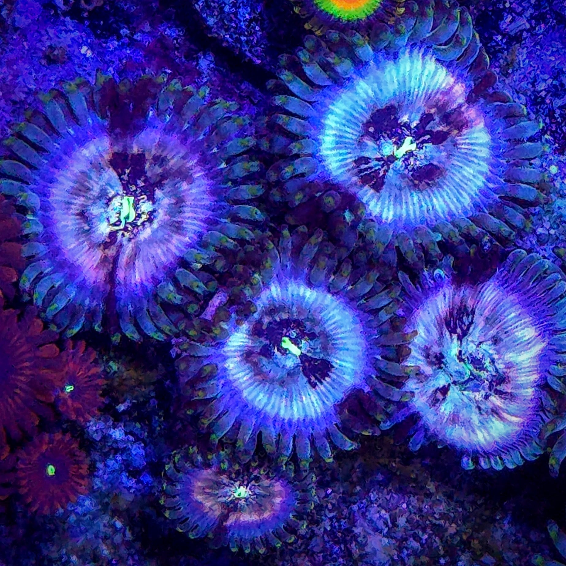 Hawaiian People Eaters Zoanthid