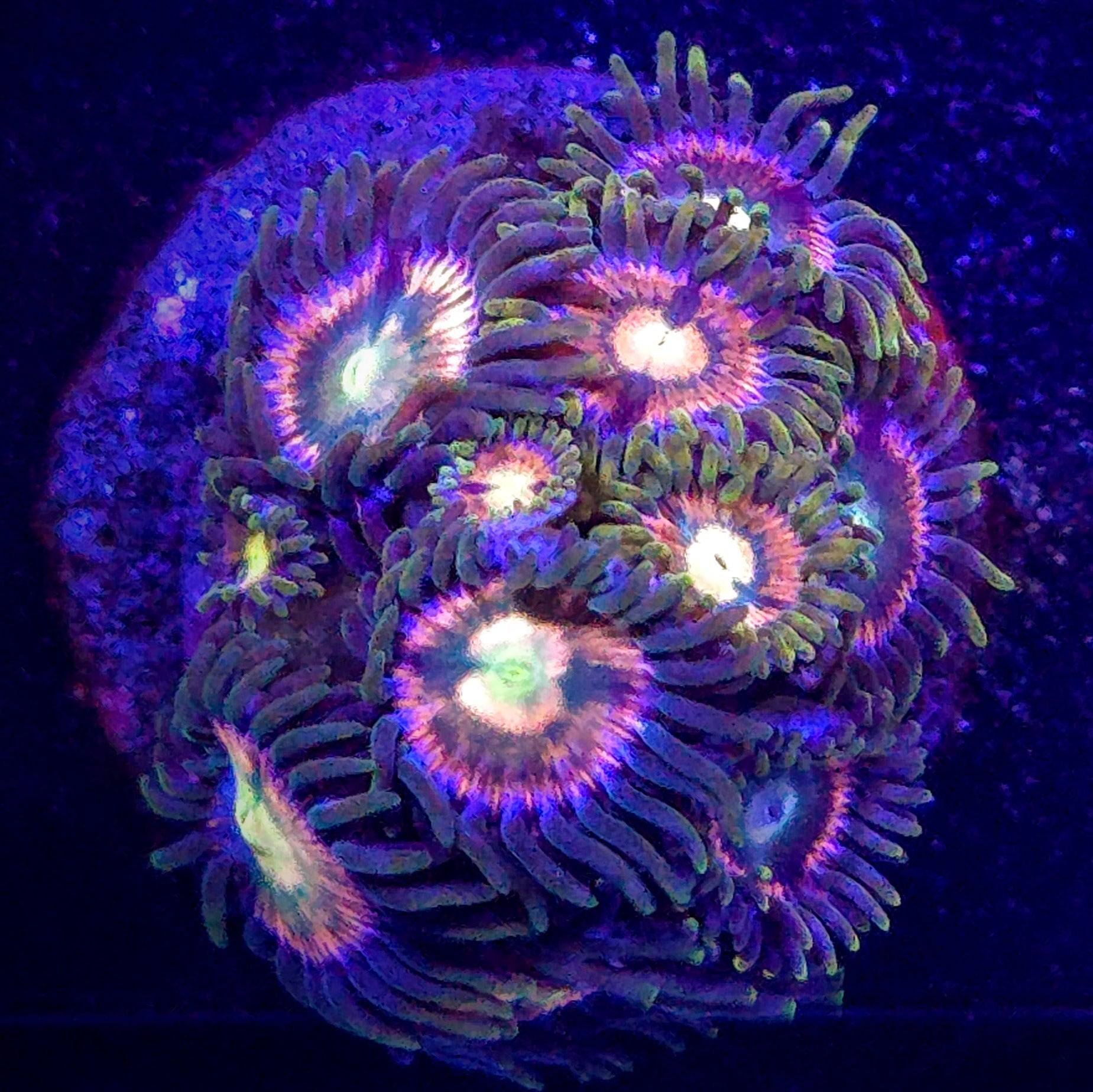 RR Kraken Zoanthid