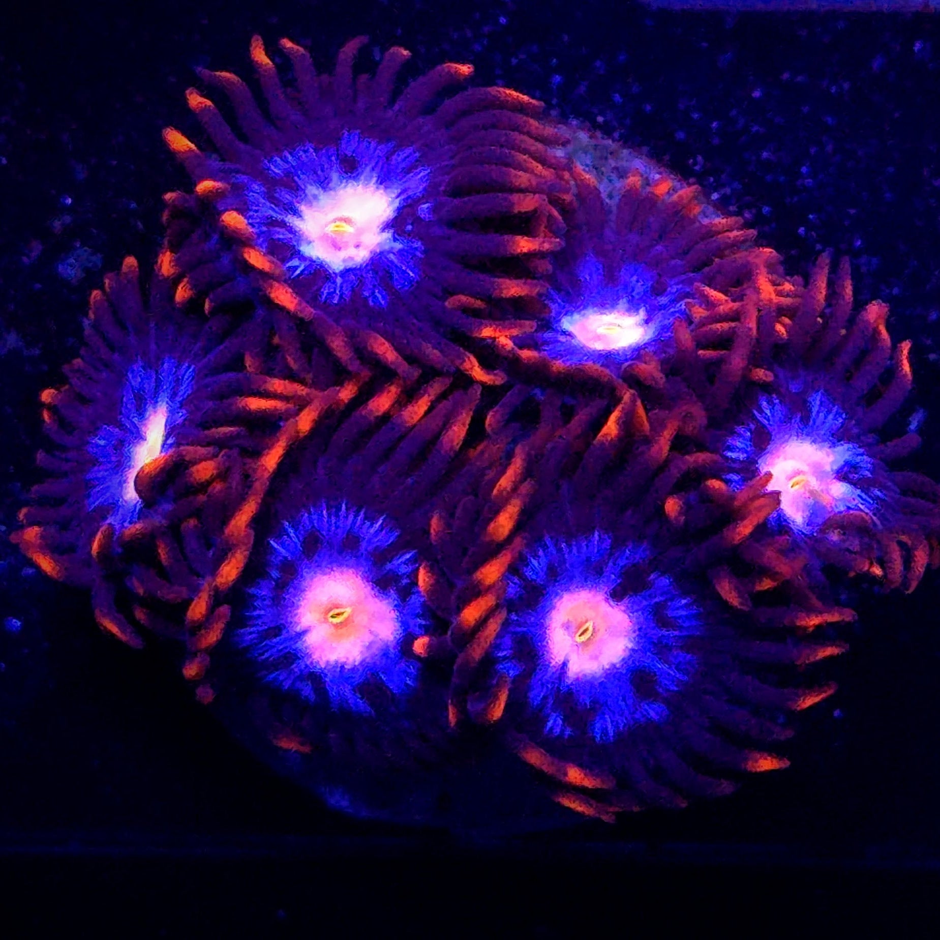 Gender Reveal Zoanthid