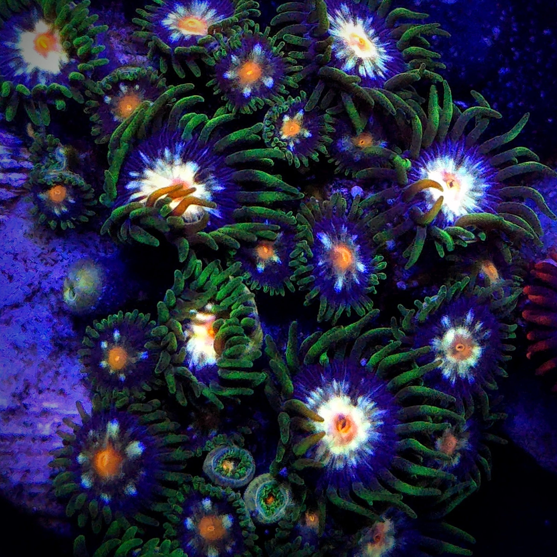 Daisy Cutter Zoanthid