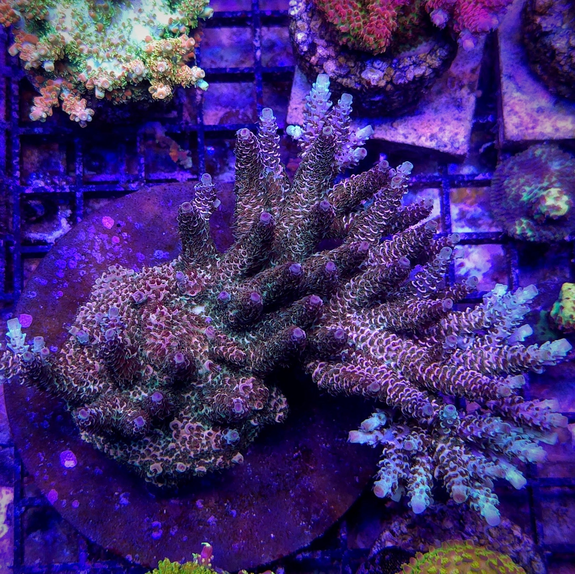 GB Raspberry Mint Acropora
