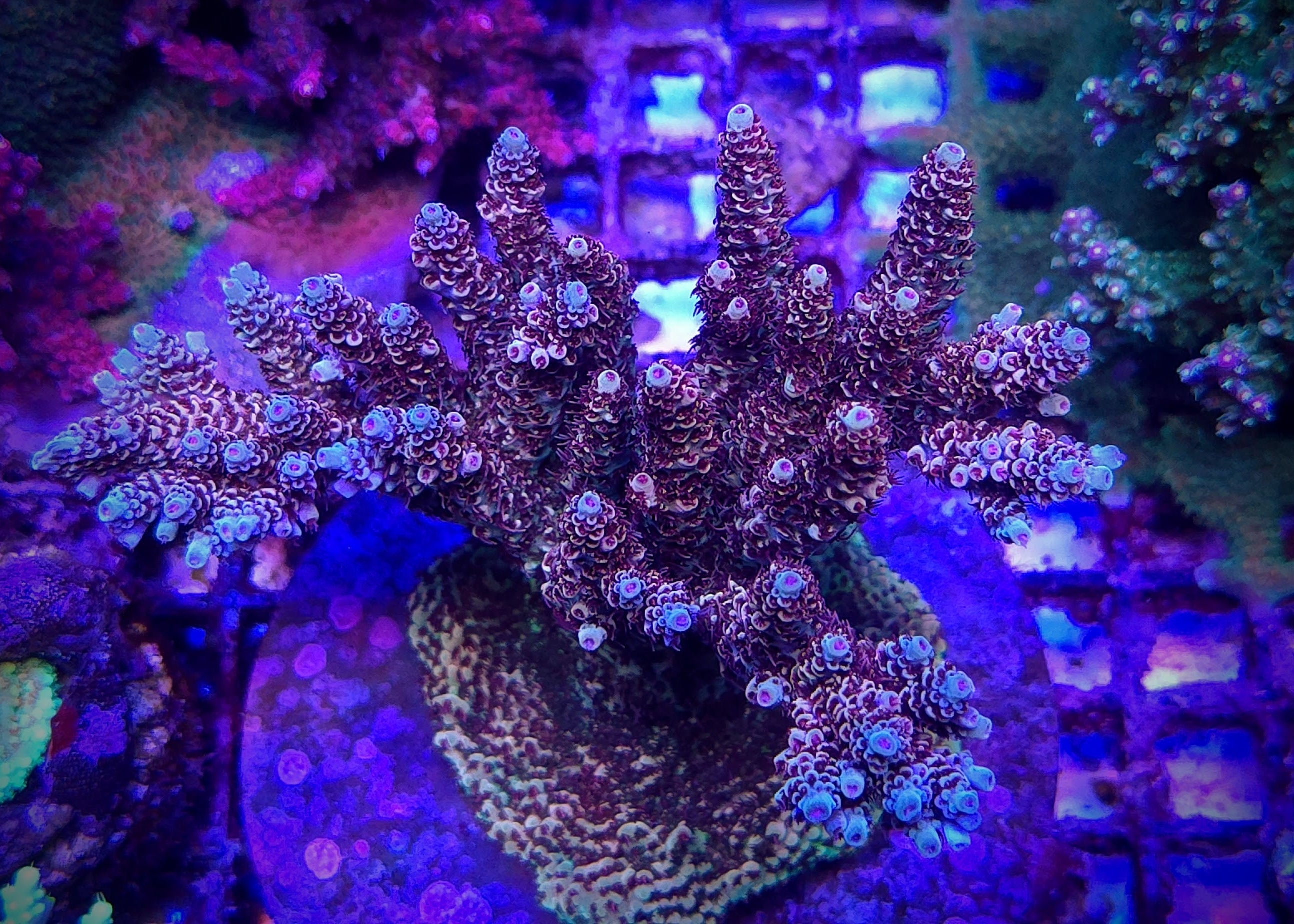 POTO Boomerang Acropora