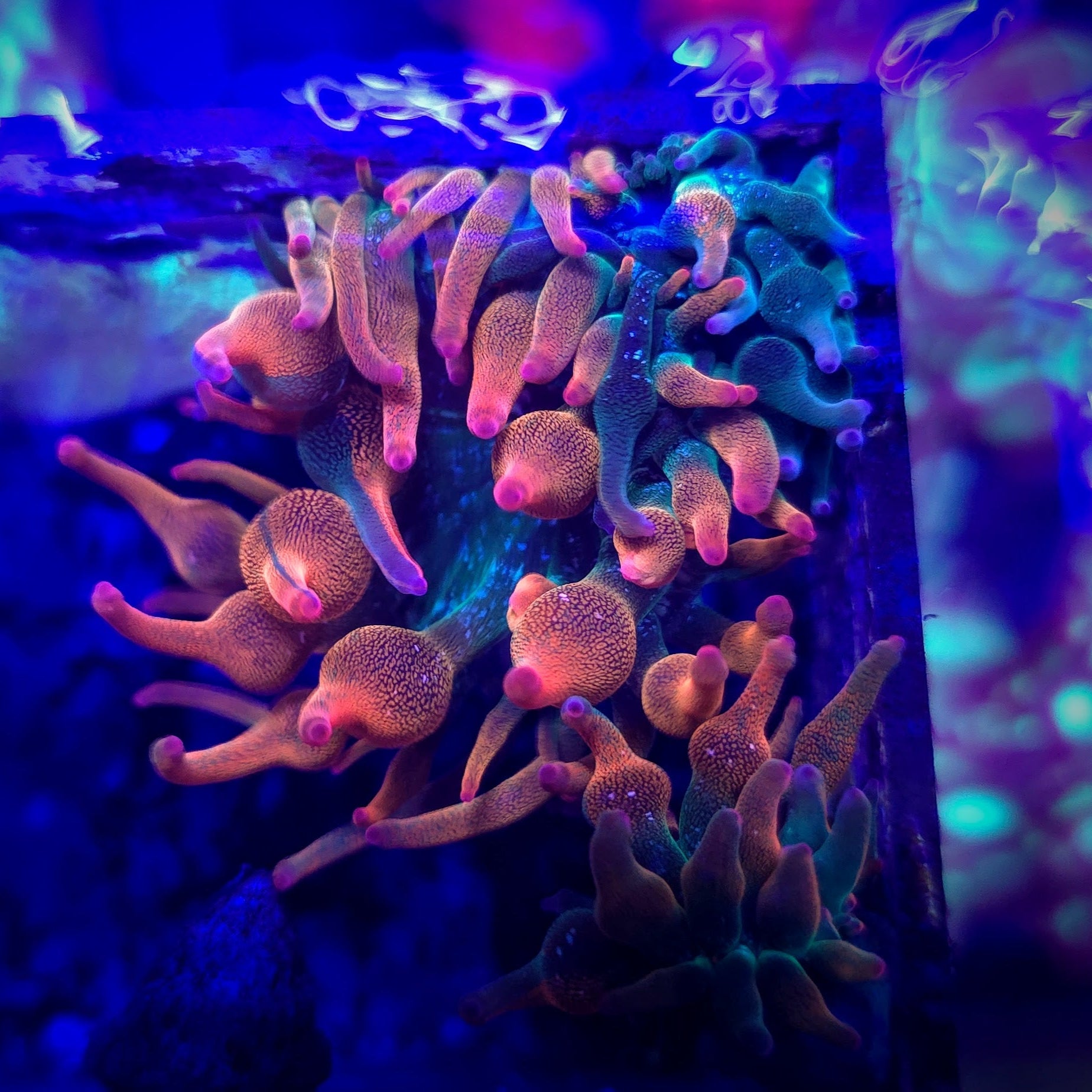 Nexus Anemone
