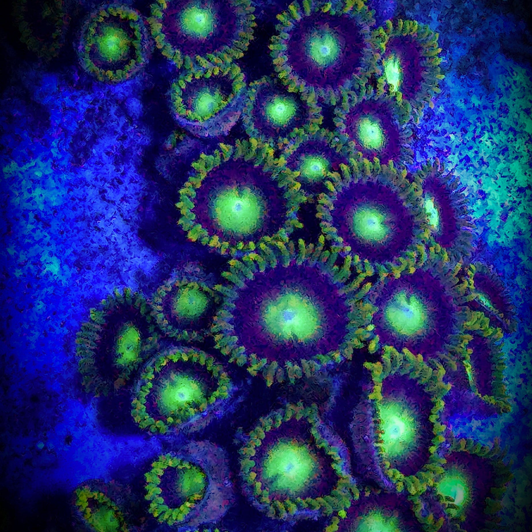 Dragon Eye Zoanthid