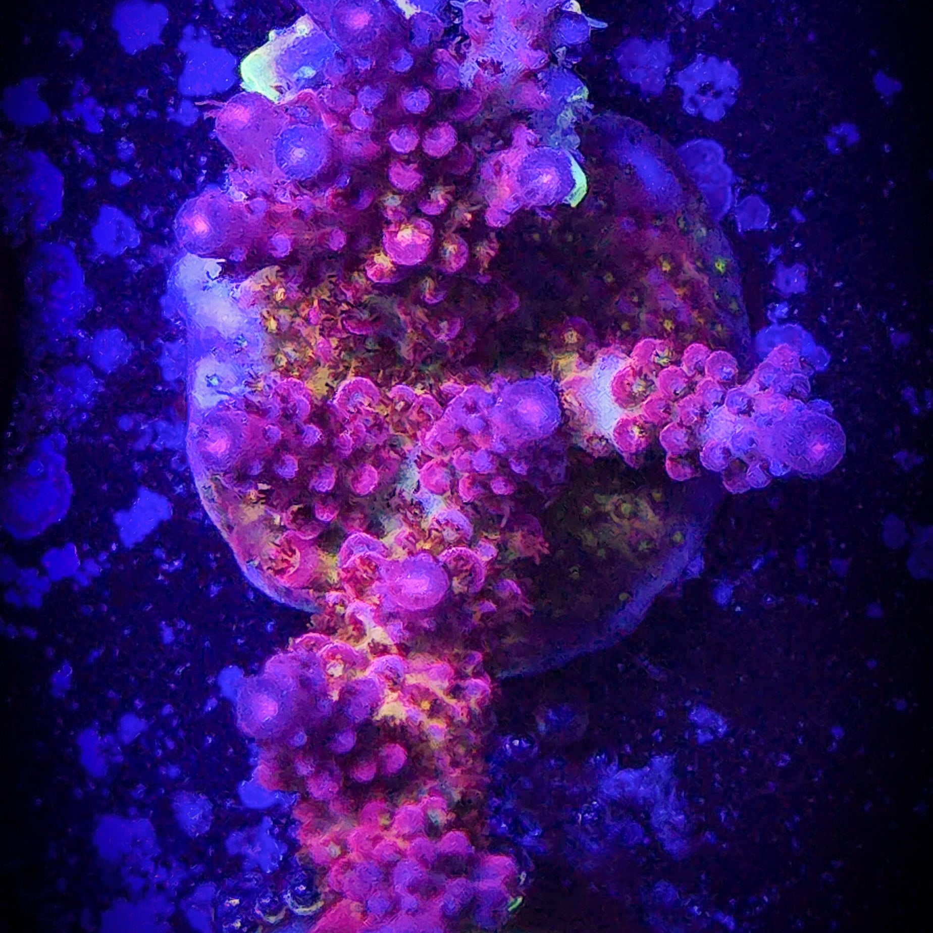 PC Rainbow Acropora