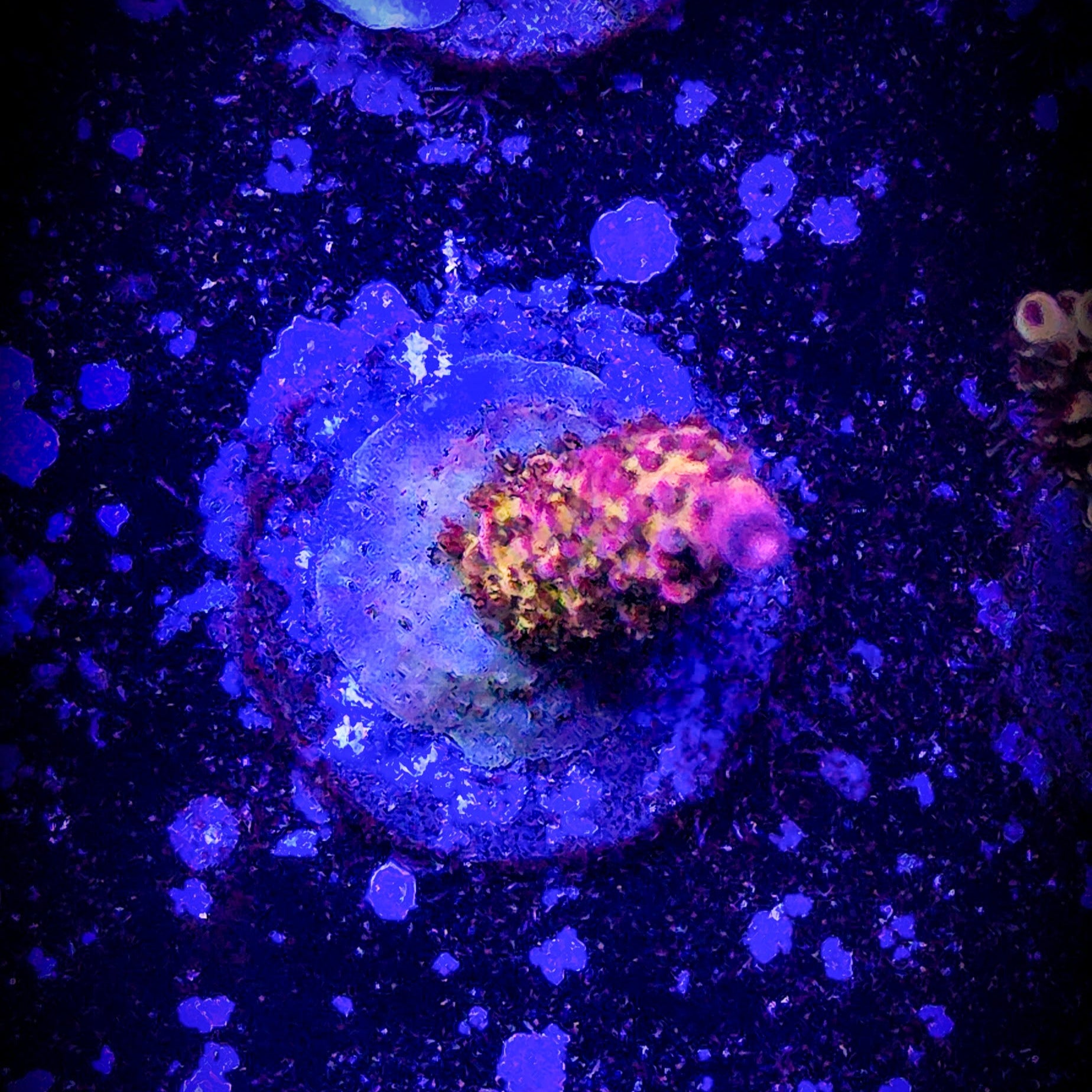PC Rainbow Acropora