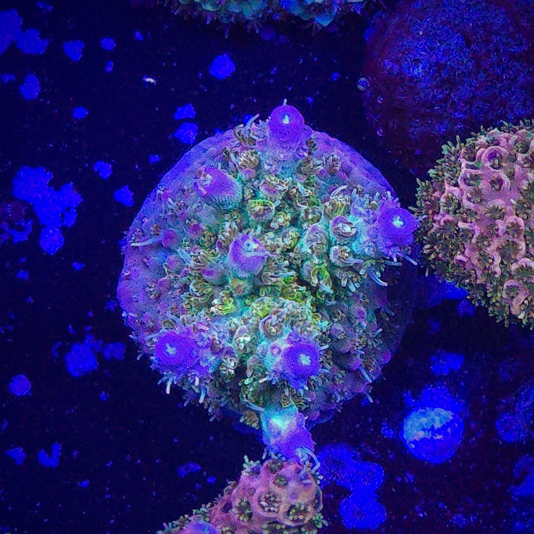 POTO Sidechick Acropora