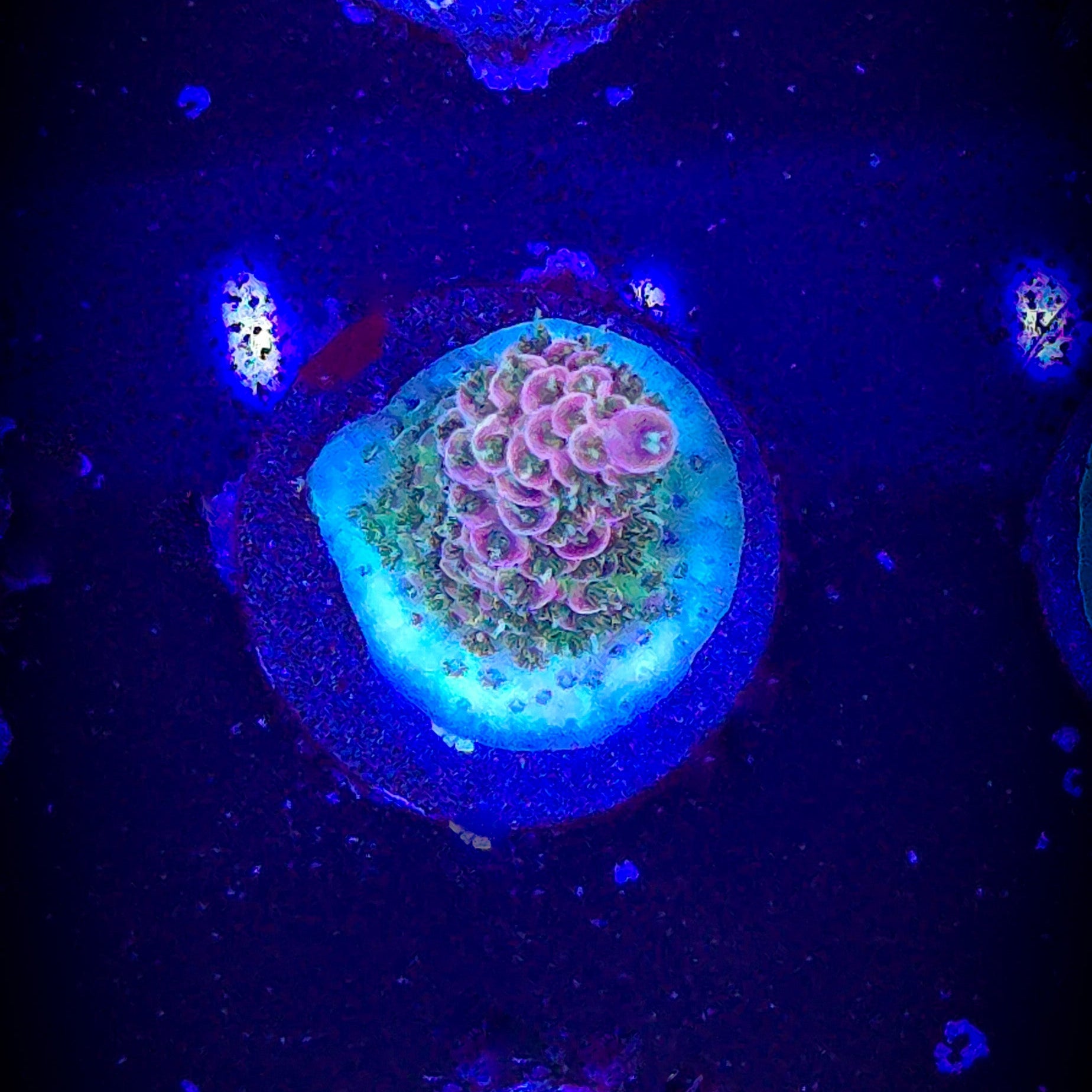 RRC Man of Steel Acropora