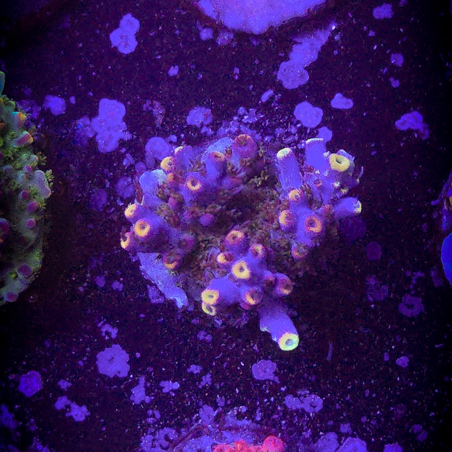 LRO Jamba Juice Acropora