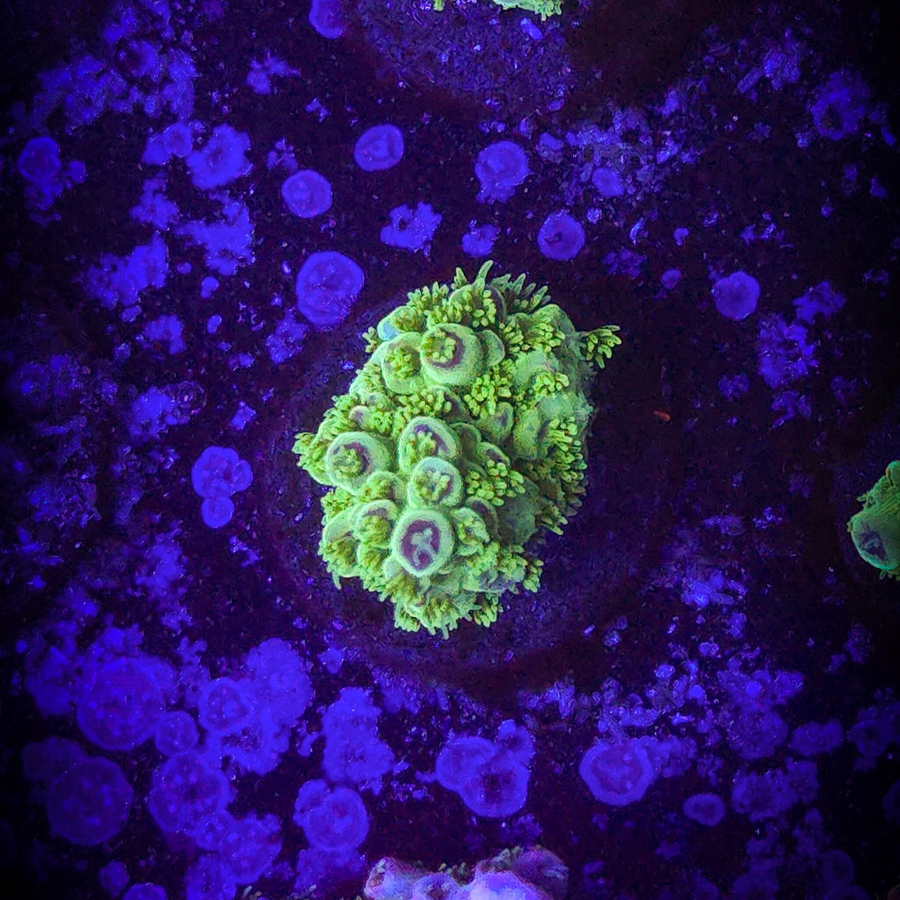 Av99 Orange Crush Acropora