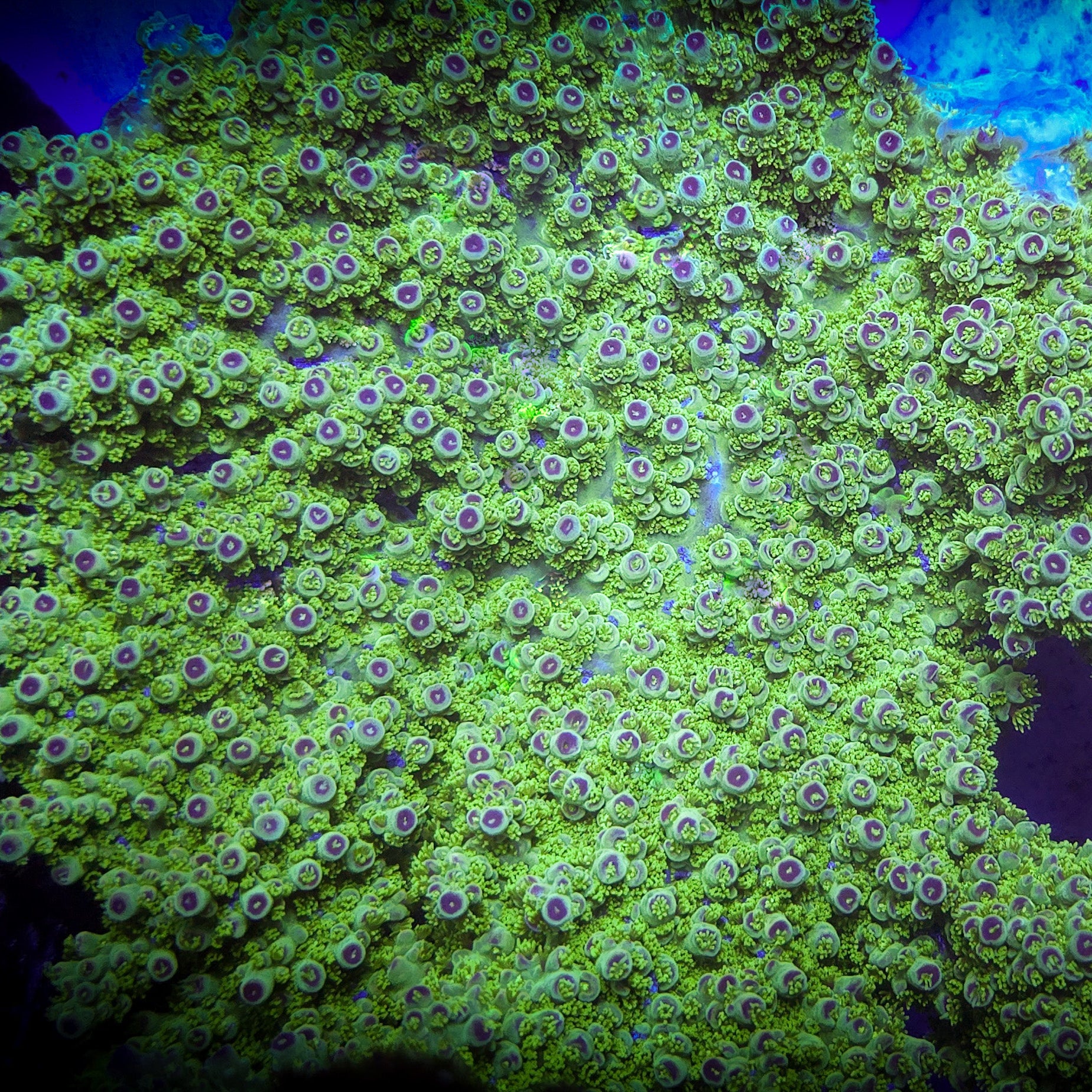 Av99 Orange Crush Acropora