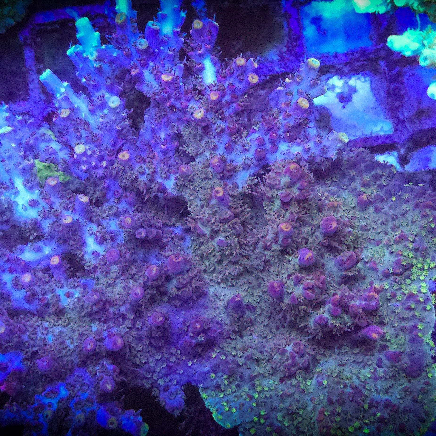 LRO Jamba Juice Acropora