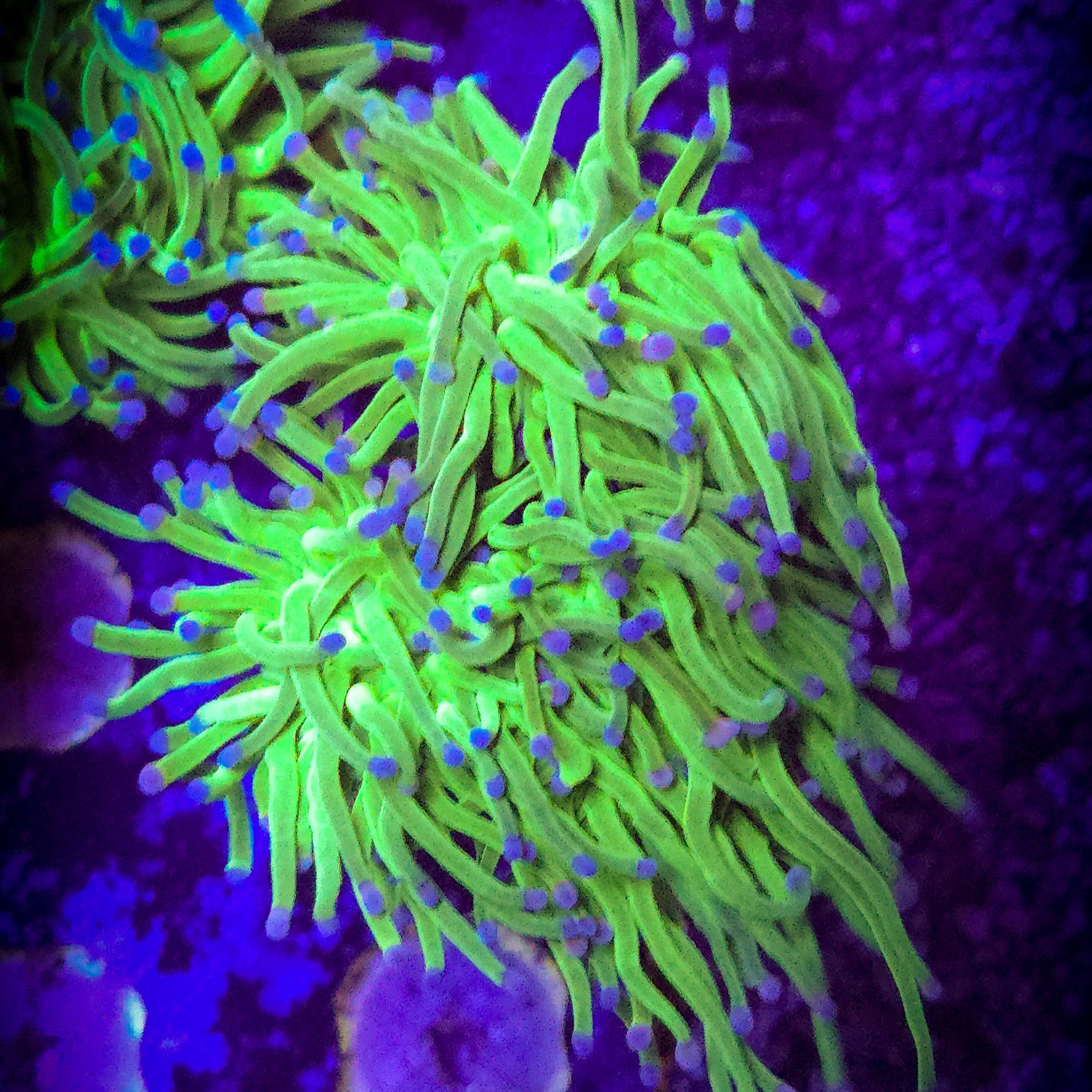 Cotton Candy Torch