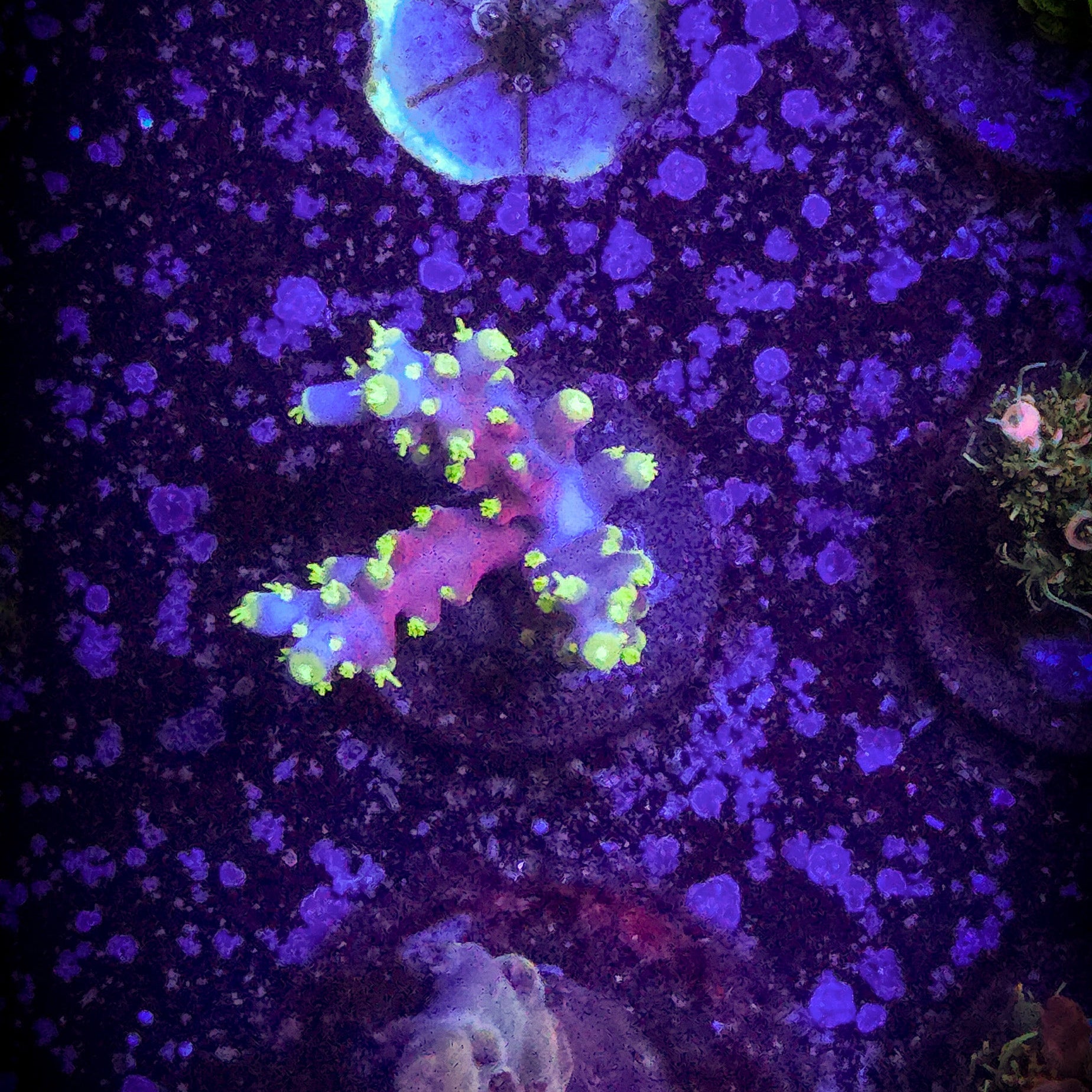 ARC Proximo Acropora