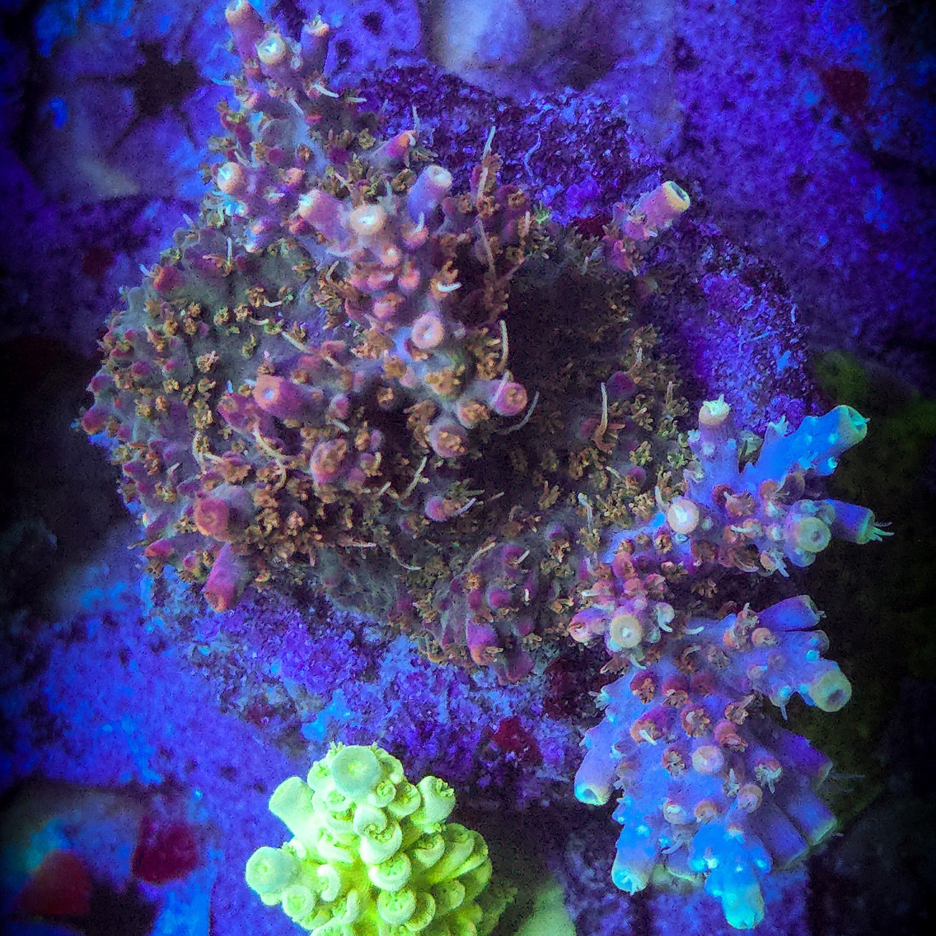 LRO Jamba Juice Acropora