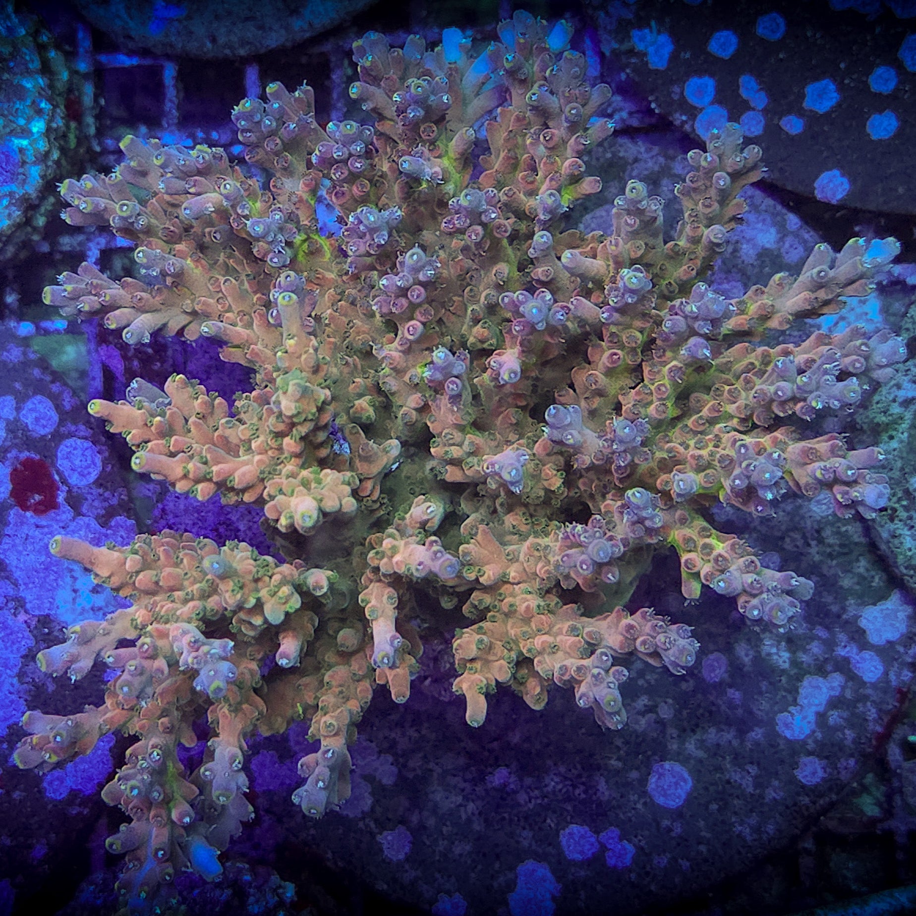 Brad B Draw Jopper Acropora