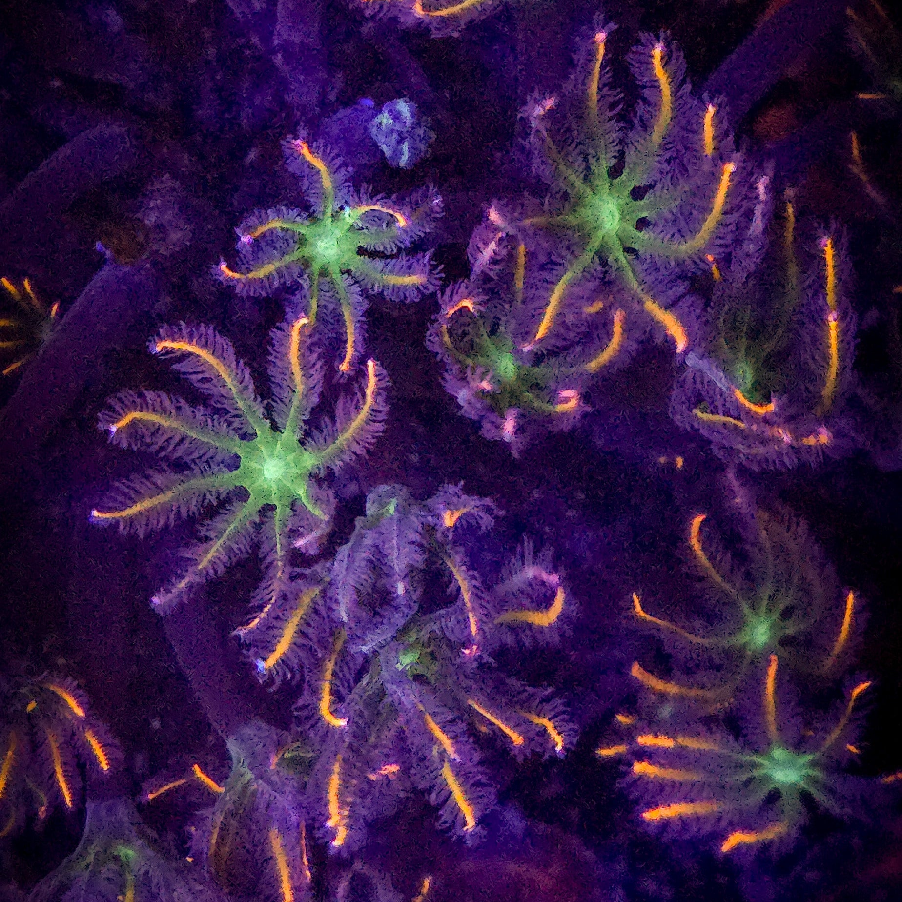 Firework Clove Polyps