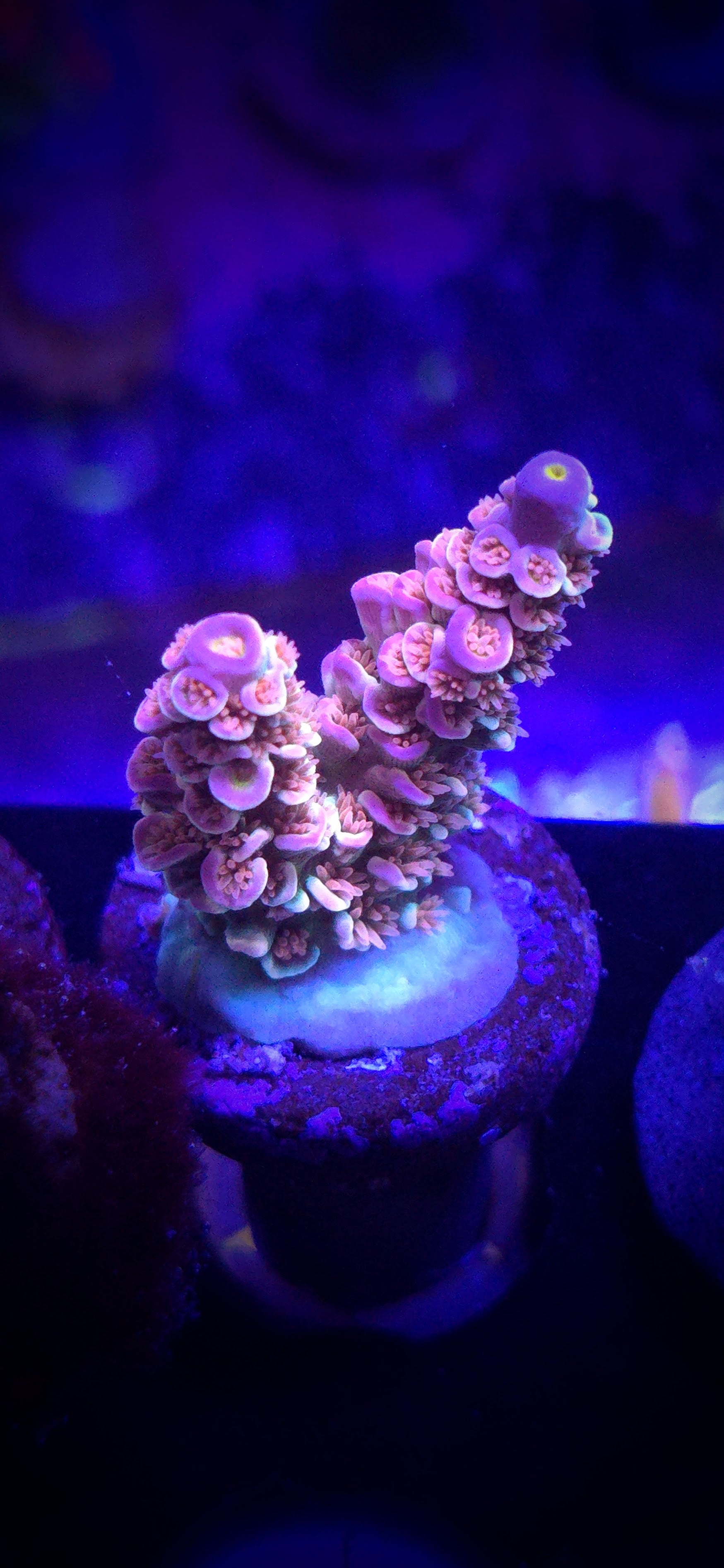 AC Unicorn Acropora